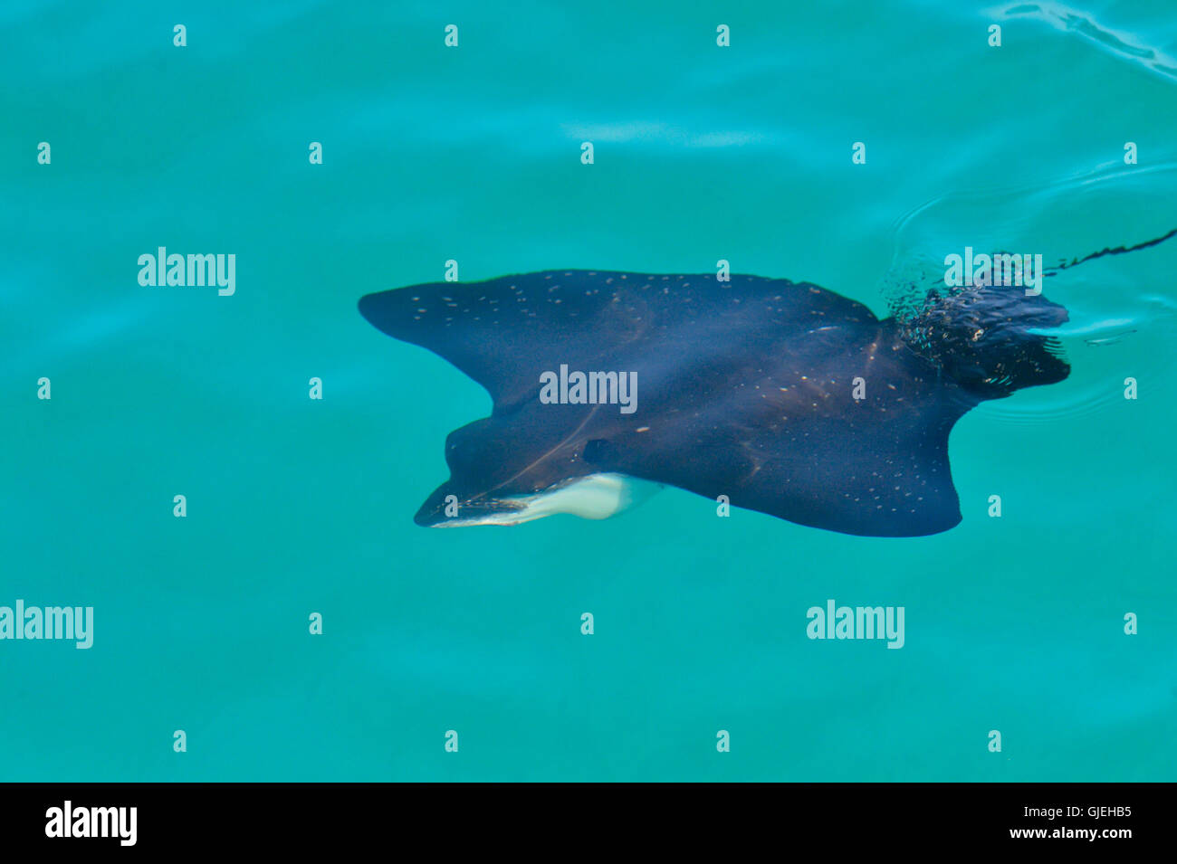 Eagle Ray (Aetobatus Narinari), Galapagos Islands National Park, Santa Fe Insel, Ecuador Stockfoto