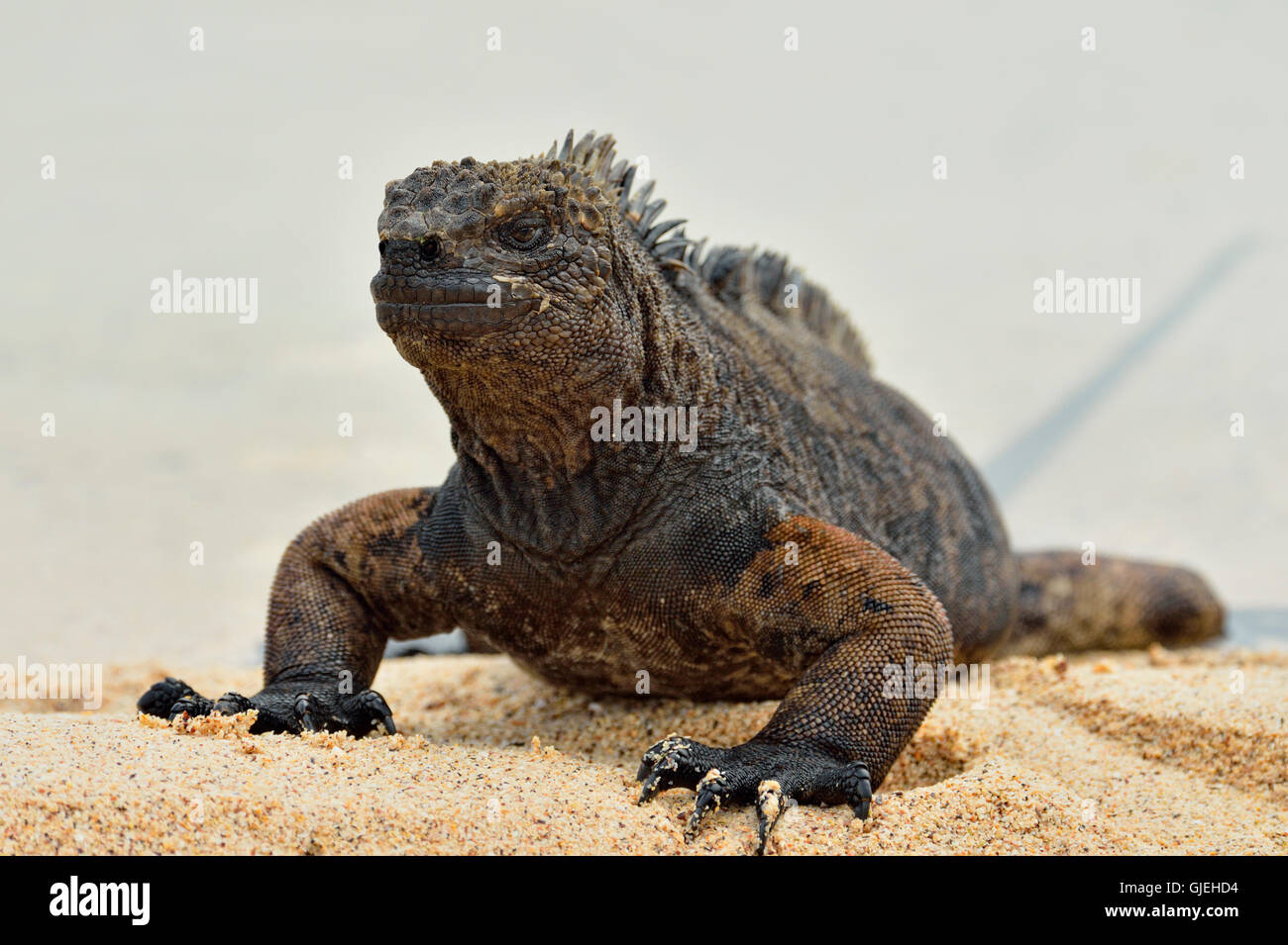 Marine Iguana (Amblyrhynchus Cristatus), Galapagos Islands National Park, Santa Cruz ist Dragon Hill, Ecuador Stockfoto