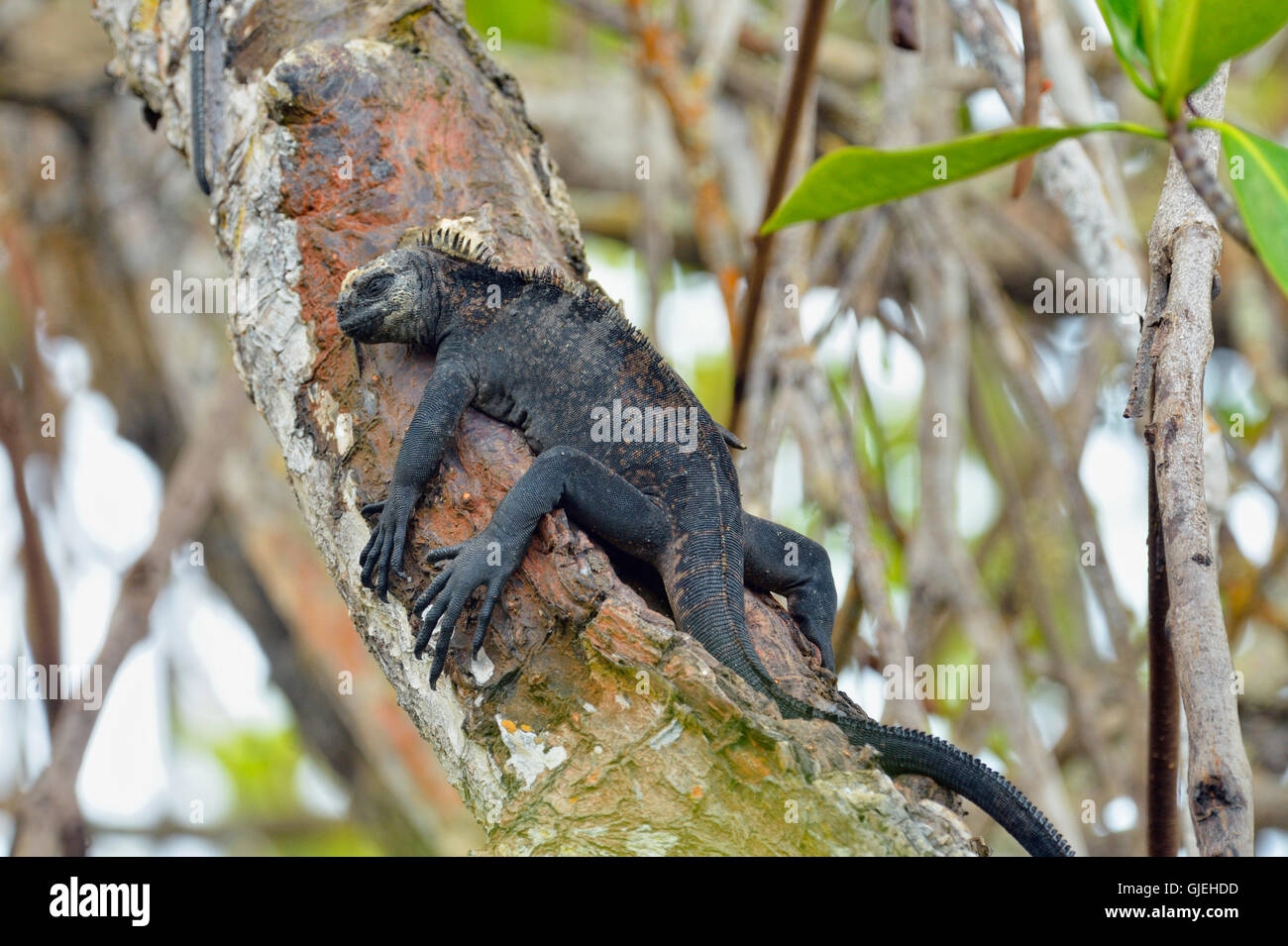 Marine Iguana (Amblyrhynchus Cristatus), Charles Darwin Research Station, Puerto Aroya, Insel Santa Cruz, Ecuador Stockfoto