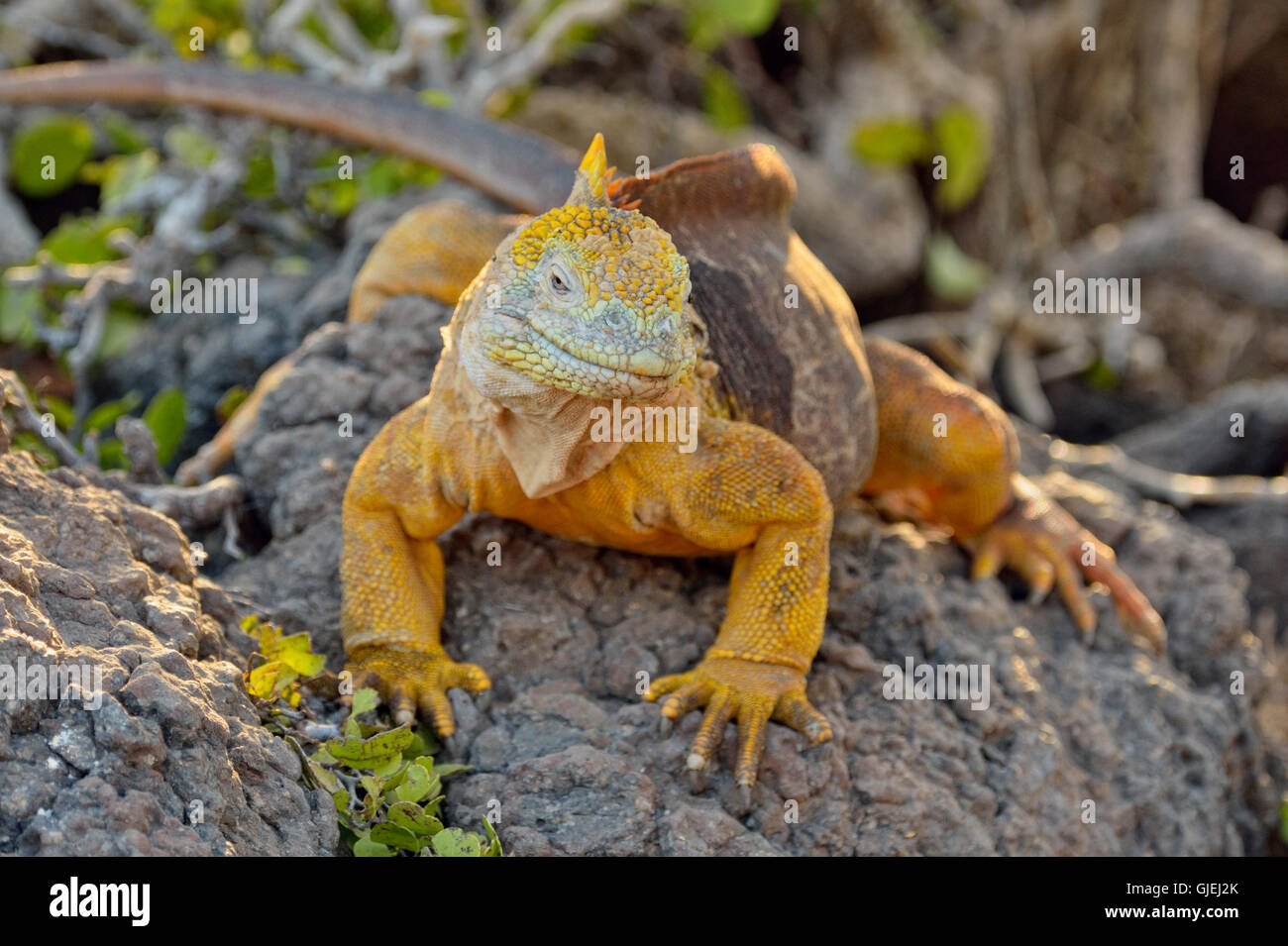 Galapagos Land Leguan (Conolophus Subcristatus), Galapagos Islands National Park, South Plaza Island, Ecuador Stockfoto