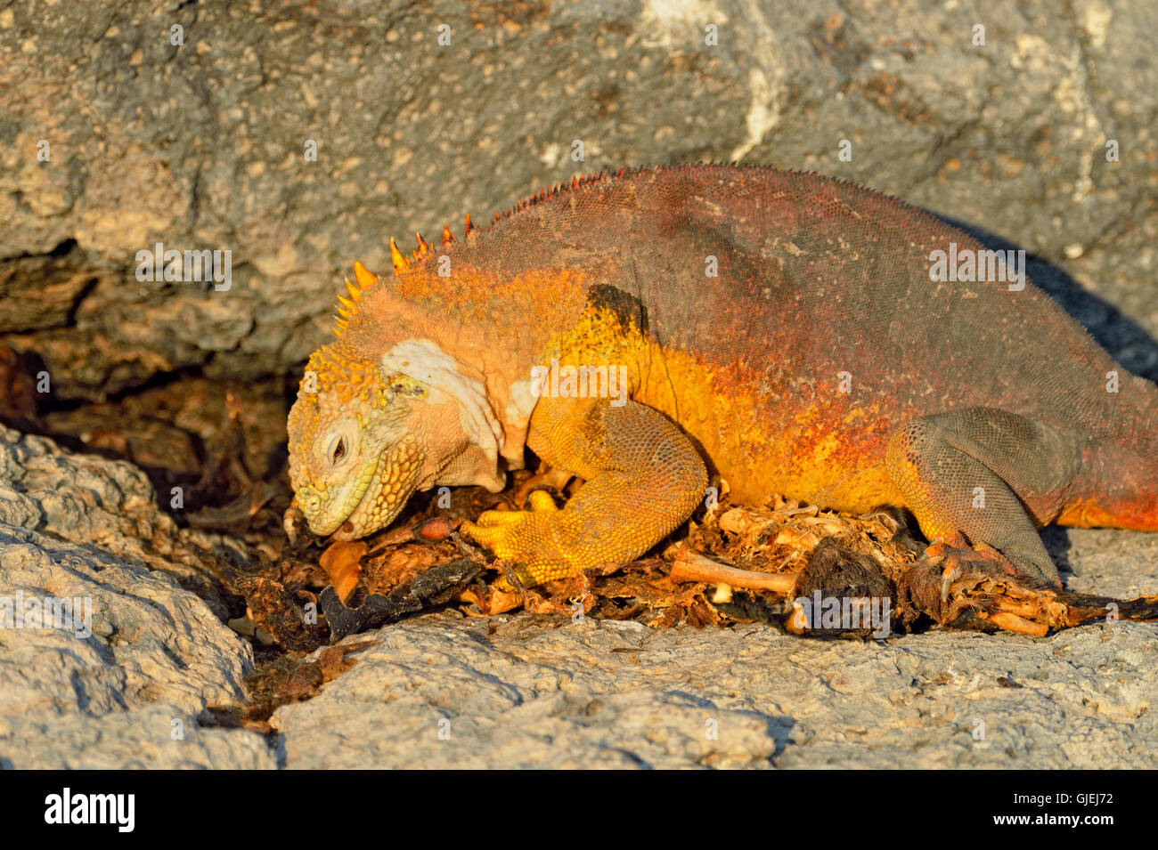 Land-Leguan (Conolophus Subcristatus) Essen Seelöwen Karkasse, Galapagos Islands National Park, South Plaza Island, Ecuador Stockfoto