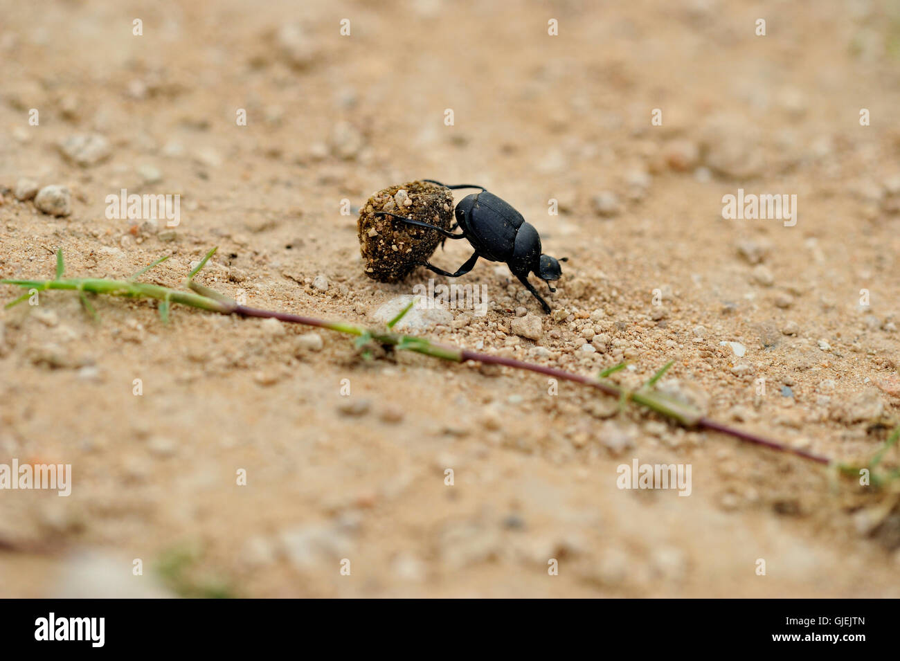 Mistkäfer rollenden Ball Haushund Mist, Rio Grande City, Texas, USA Stockfoto
