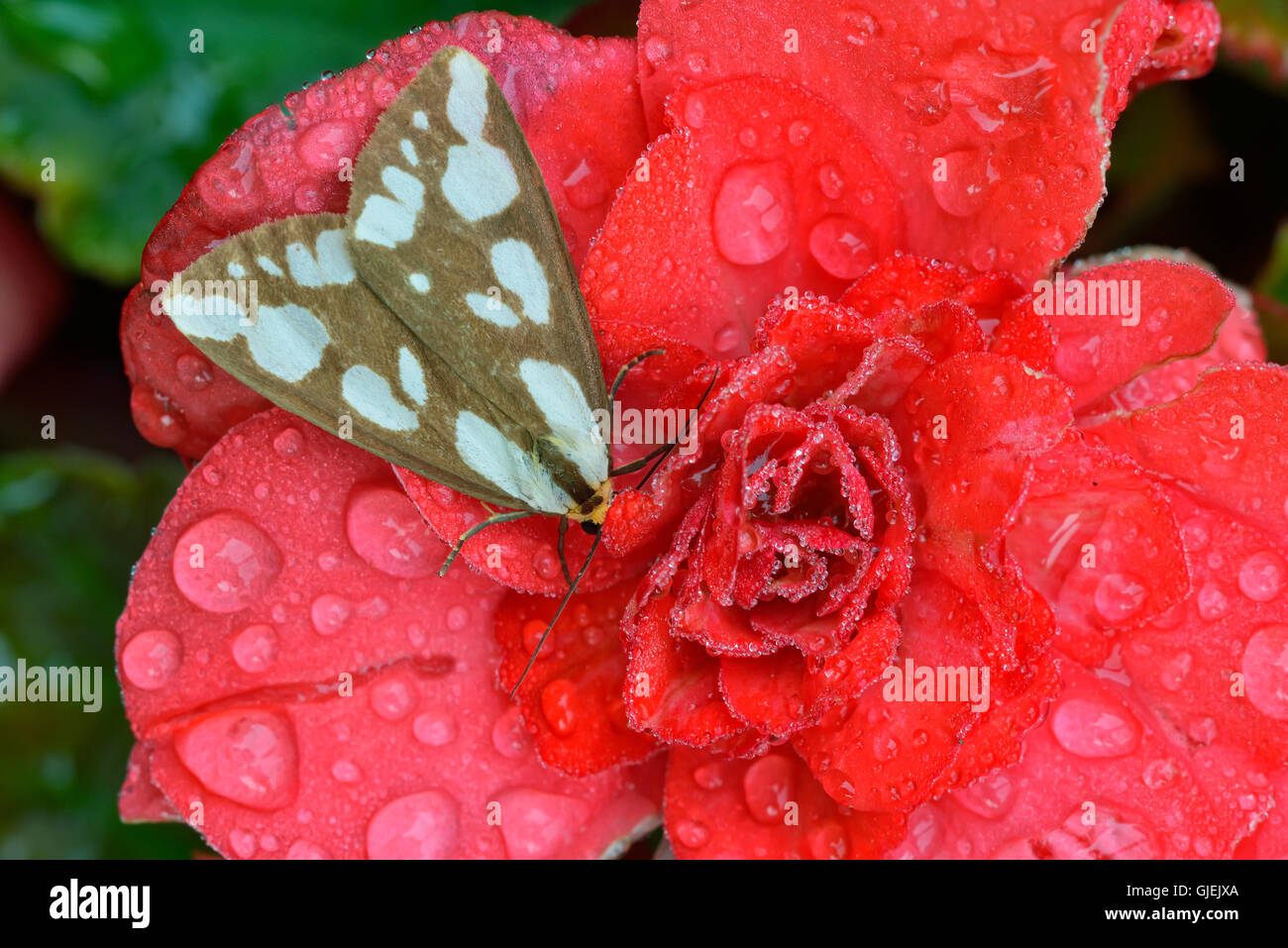 Verwirrt Haploa Motte (Haploa Confusa) ruht auf roten Gartenblumen mit Regentropfen, Greater Sudbury, Ontario, Kanada Stockfoto