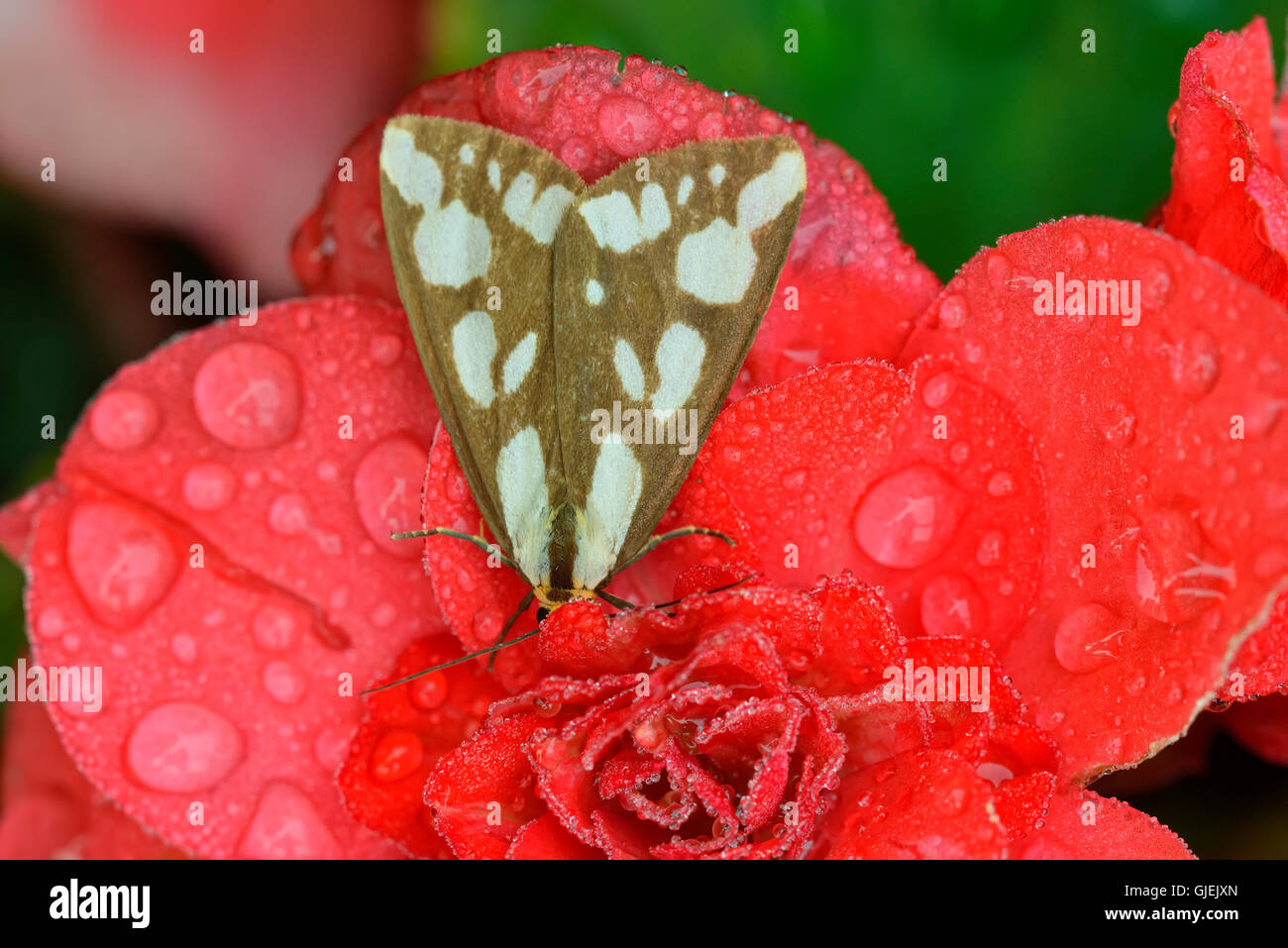 Verwirrt Haploa Motte (Haploa Confusa) ruht auf roten Gartenblumen mit Regentropfen, Greater Sudbury, Ontario, Kanada Stockfoto