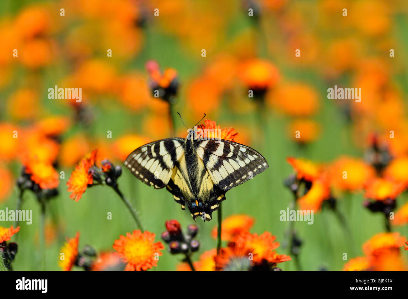 Kanadische Tiger Schwalbenschwanz (Papilio Canadensis) Nectaring Orange Habichtskraut, Greater Sudbury, Ontario, Kanada Stockfoto