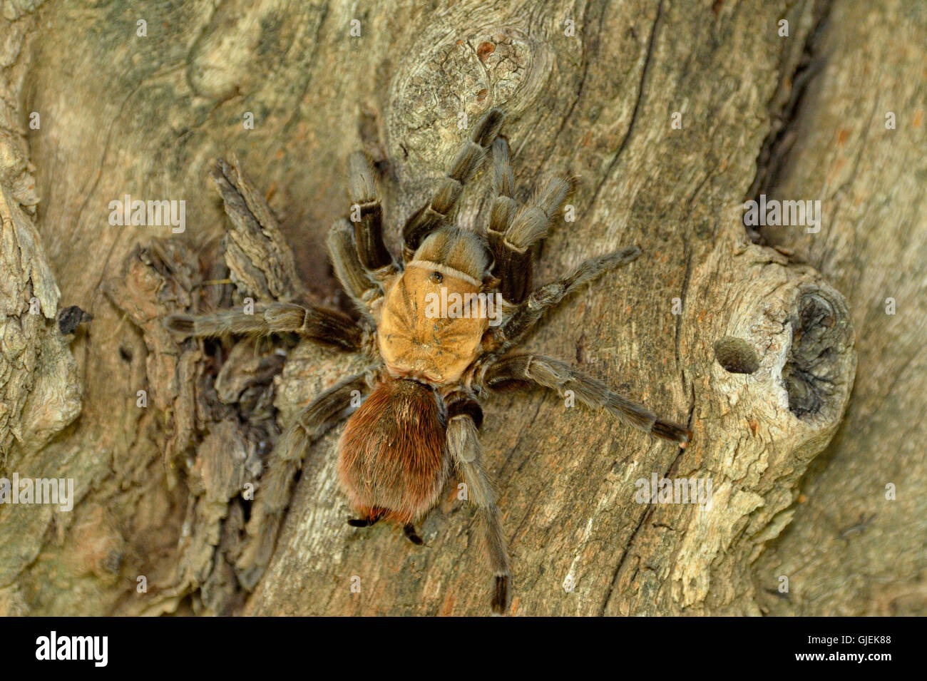 Texas braun Tarantel (Aphonopelma Hentzi), Rio Grande City, Texas, USA Stockfoto