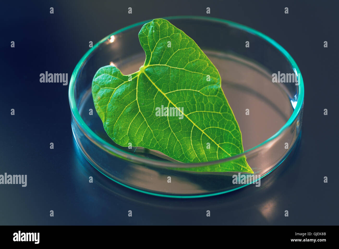 Forschung der pflanzlichen Photosynthese im Labor Stockfoto