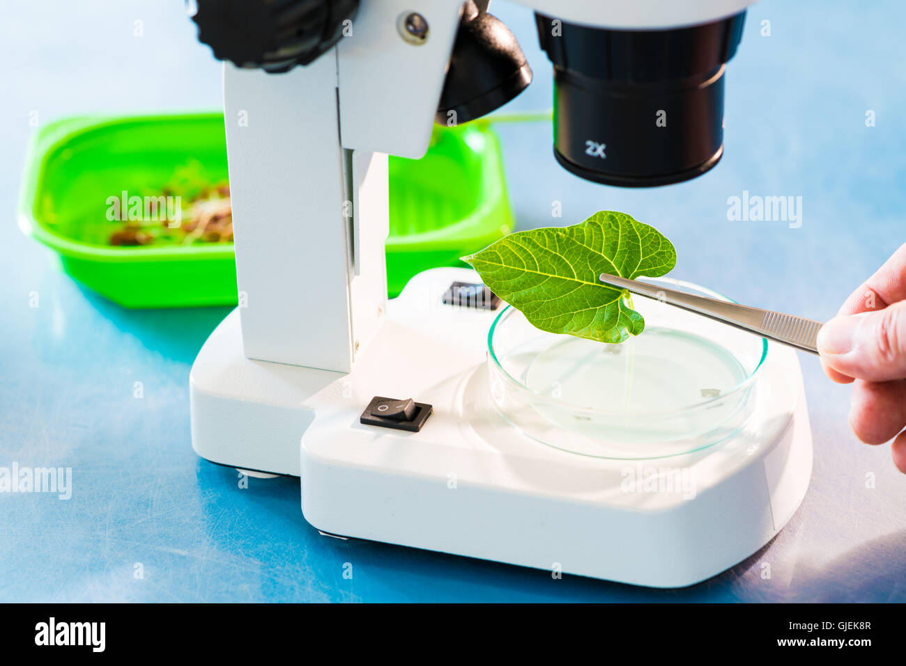 Erforschen Sie die Auswirkungen von Chemikalien auf das Pflanzenwachstum Stockfoto