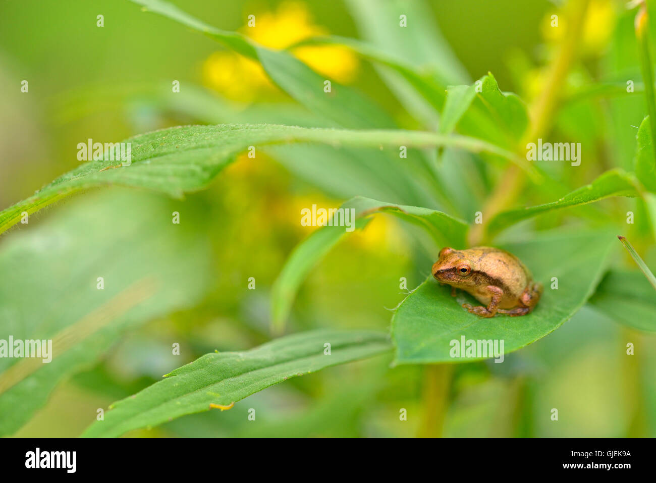 Spring Peeper (Hyla Crucifer) ruht auf einem Blatt, Greater Sudbury, Ontario, Kanada Stockfoto