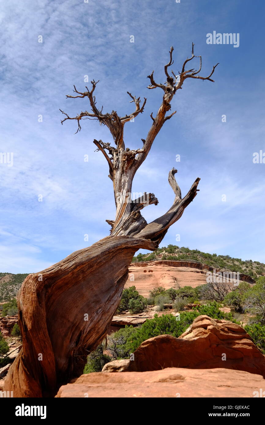 Toten Juniper Tree in Colorado National Monument in der Silhouette gegen blauen Himmel Stockfoto