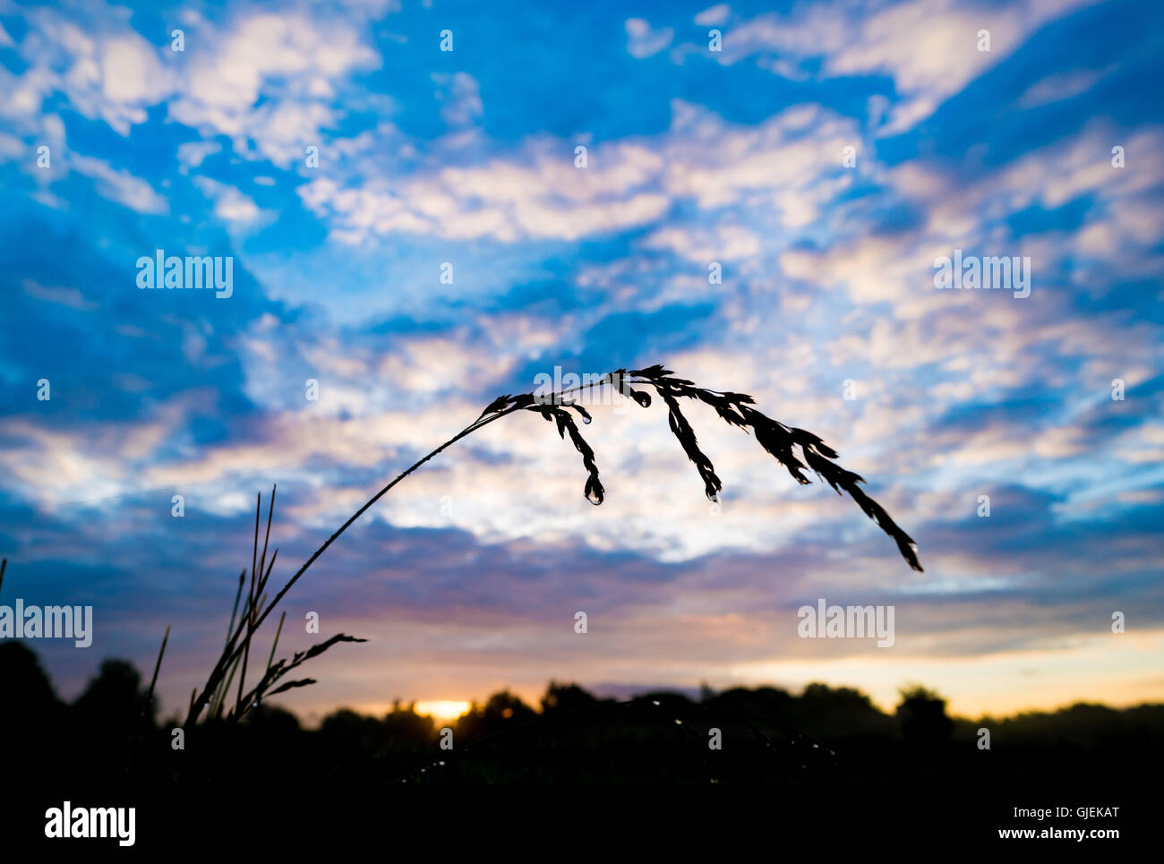 Silhouette Ohr von Getreide auf dem Sonnenuntergang Himmelshintergrund Stockfoto
