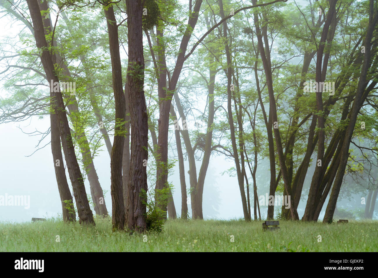Bank im Park am frühen Morgen. Bäume mit Morgennebel bedeckt Stockfoto