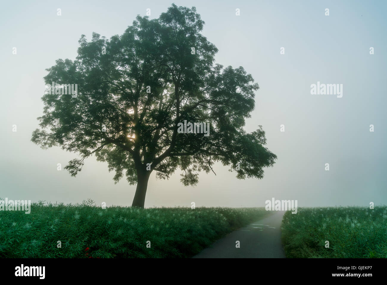 Baum im nebligen Morgen. Sonnenaufgang im Nebel Stockfoto