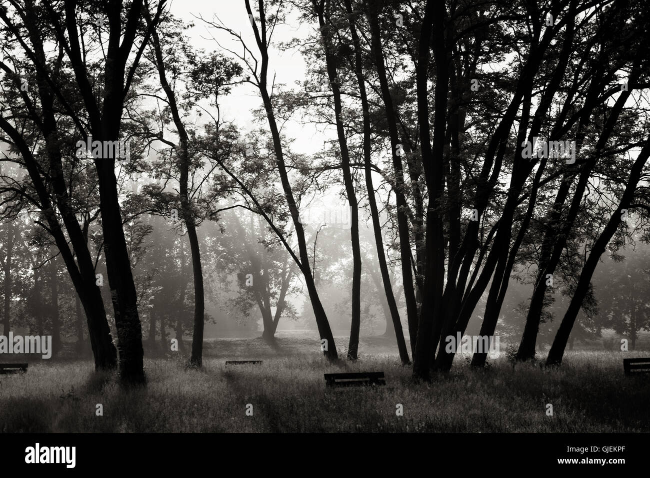 Baum im nebligen Morgen. Sonnenaufgang im Nebel Stockfoto