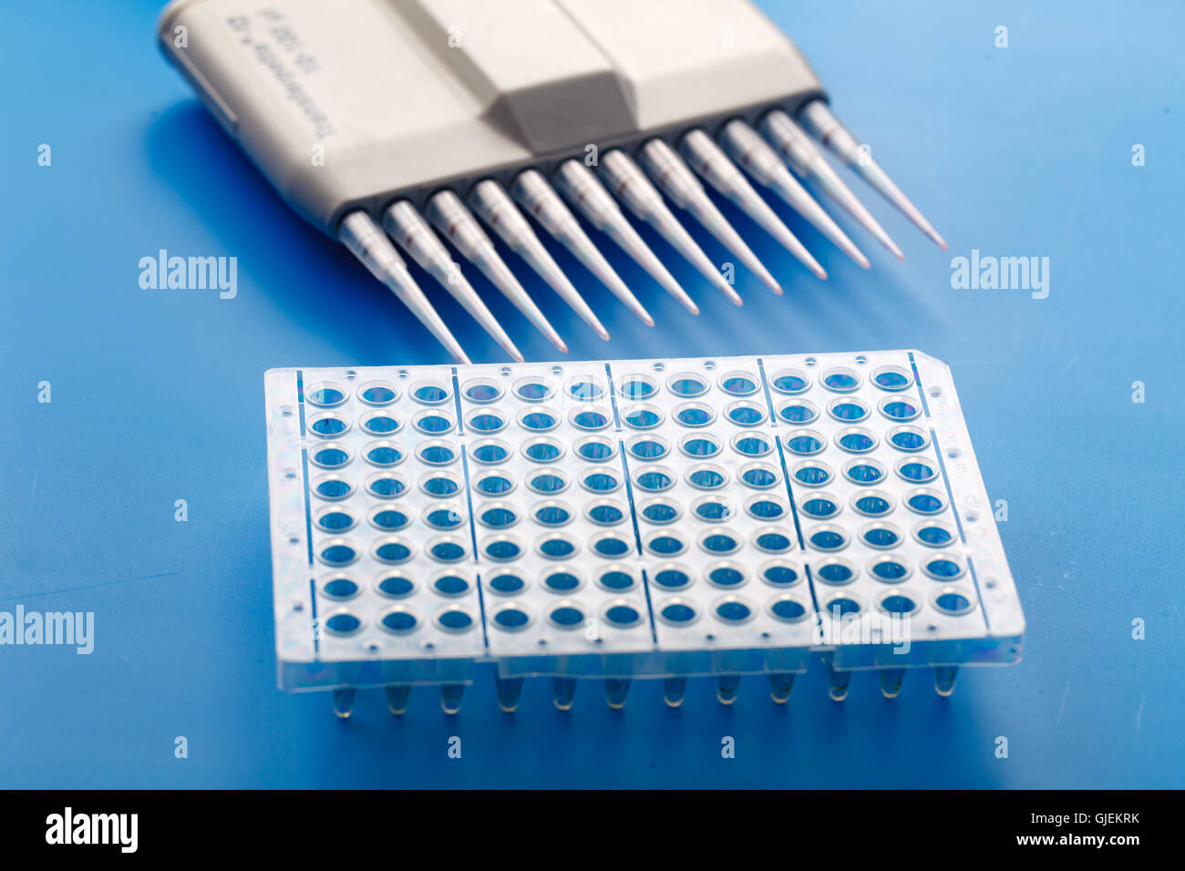 Multi-Pipette und 96-well-Platte Stockfoto