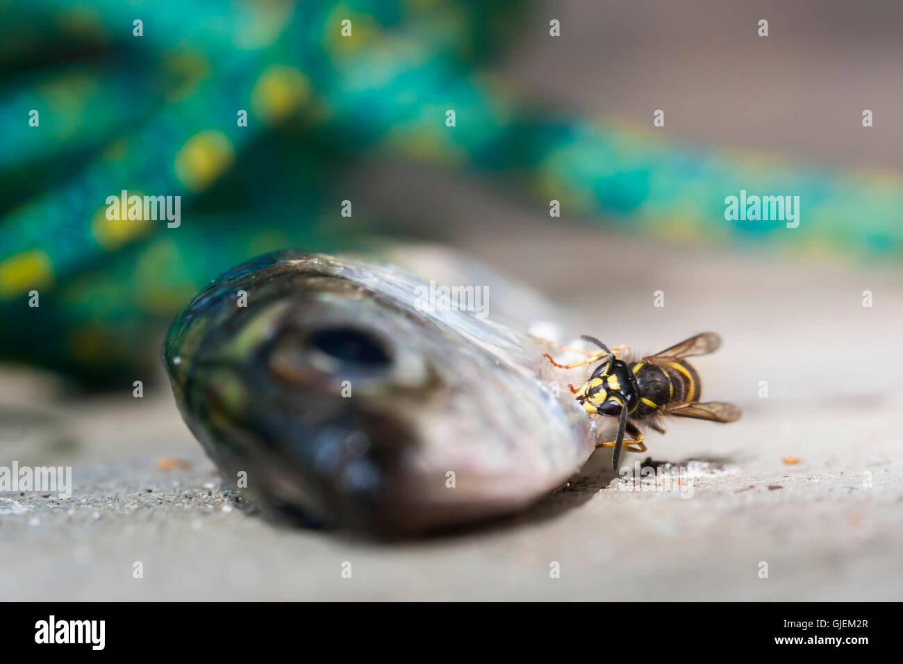 Hornet beißt Schuppen eines Fisches Stockfoto