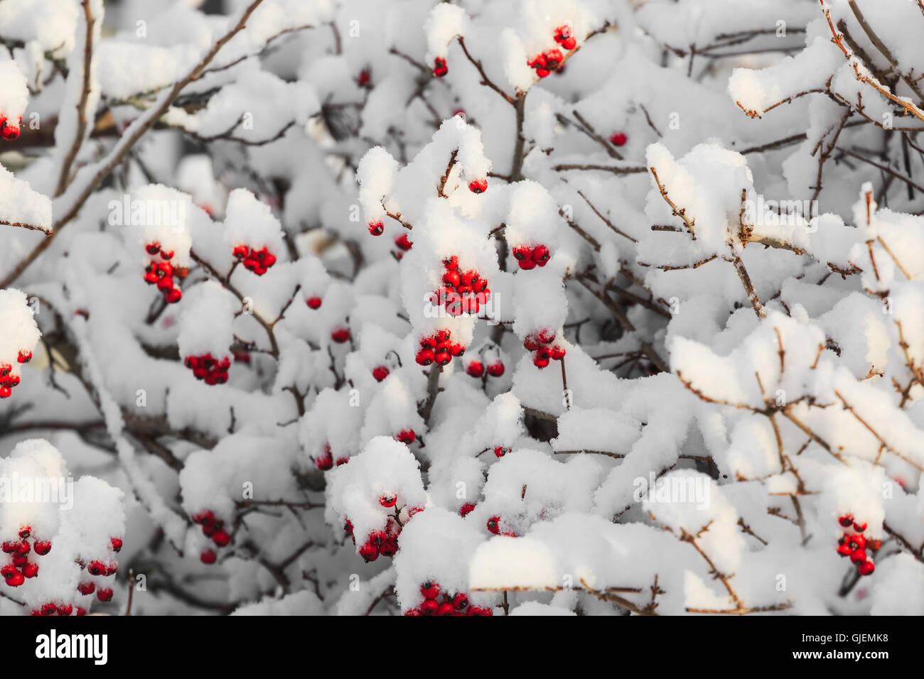 Reife rote Hagebutten gegen eine Decke von Neuschnee lebendig. Stockfoto