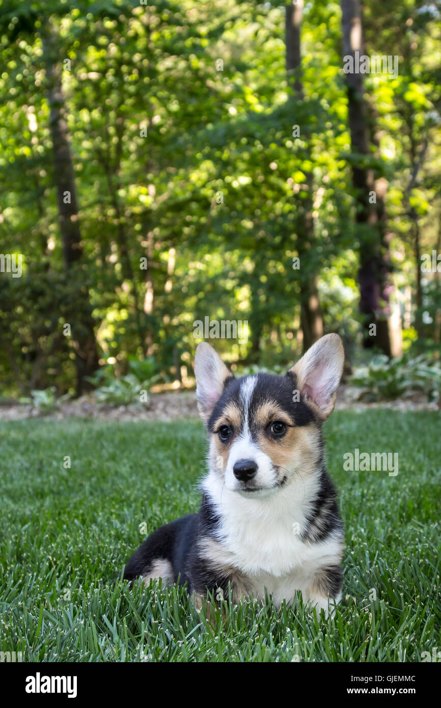 Corgi Welpen sitzen auf Rasen Gras, schauen unsicher Stockfoto