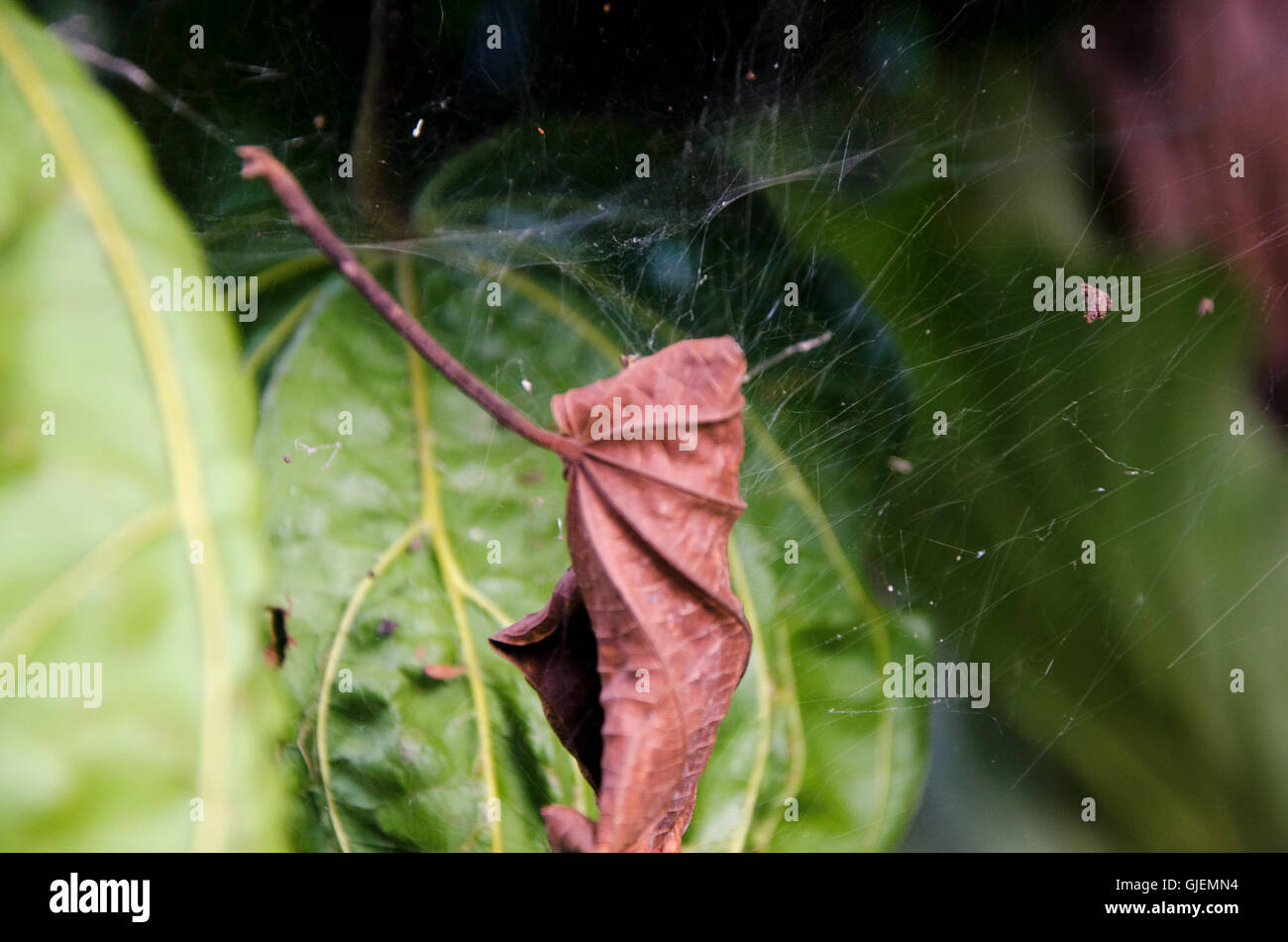 Blatt und Spider Web. Stockfoto