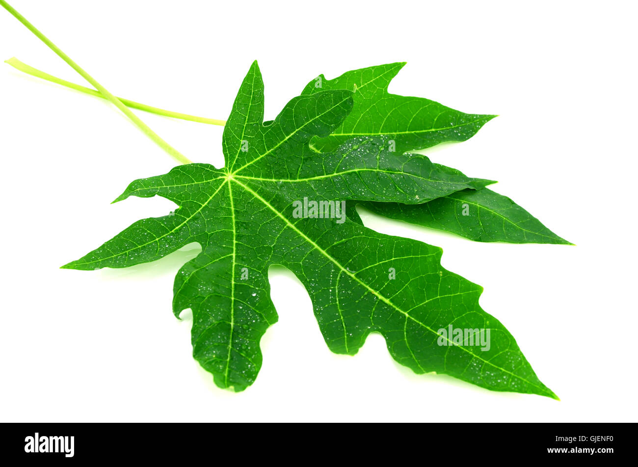 Frisch und grün Papaya Blätter auf weißem Hintergrund. Stockfoto