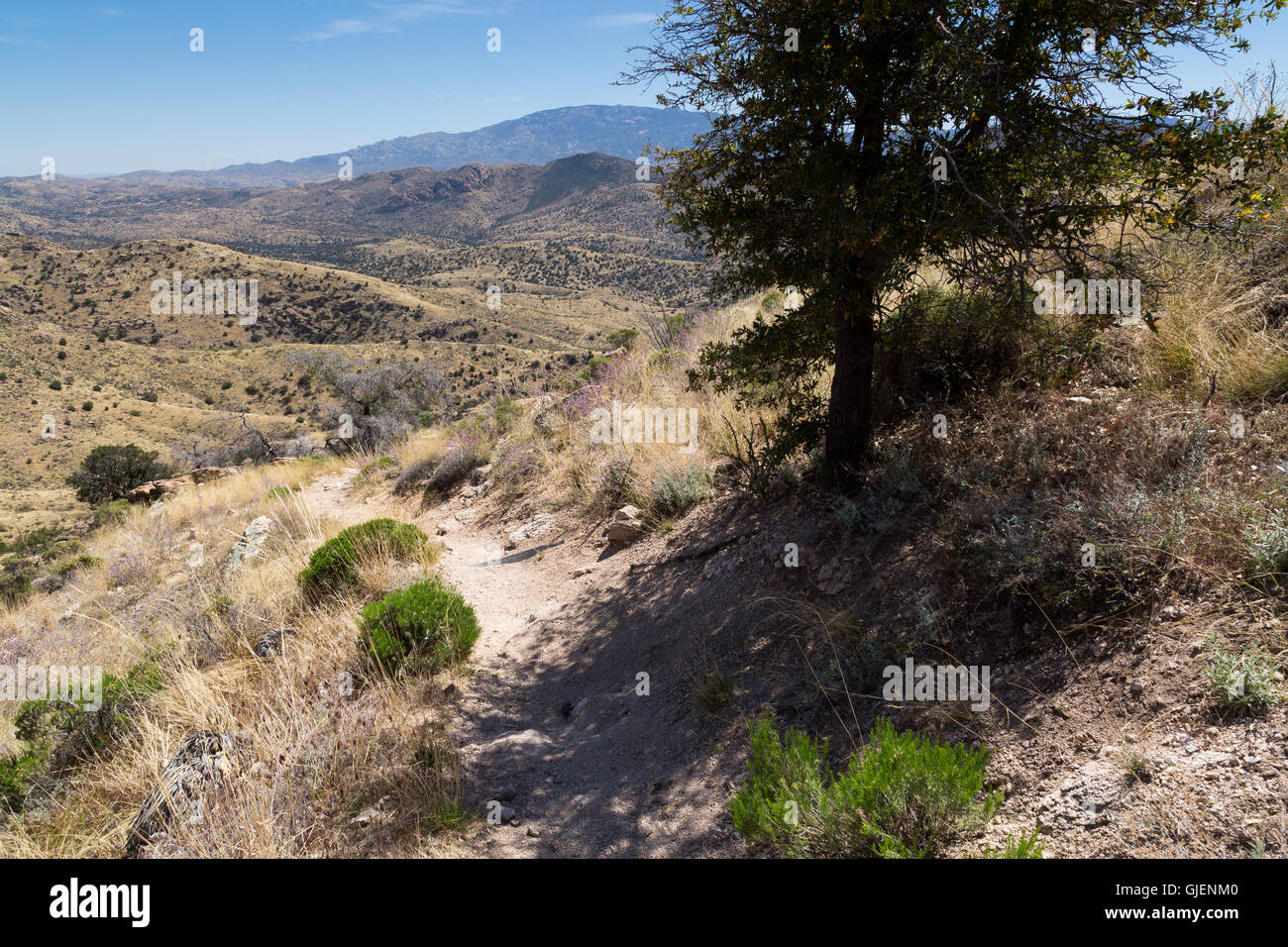 Die Arizona-Trail absteigenden Santa Catalina Berg Ausläufer in Richtung Rincon Mountains. Coronado National Forest, Arizona Stockfoto