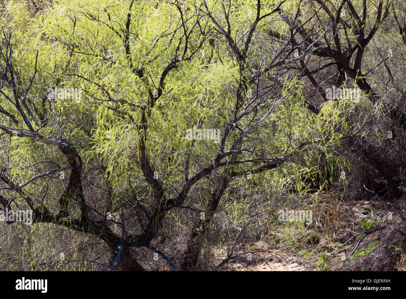 Zweige der Mesquite Bäume in Sycamore Canyon der Santa Catalina Mountains. Pusch Ridge Wilderness, Arizona Stockfoto