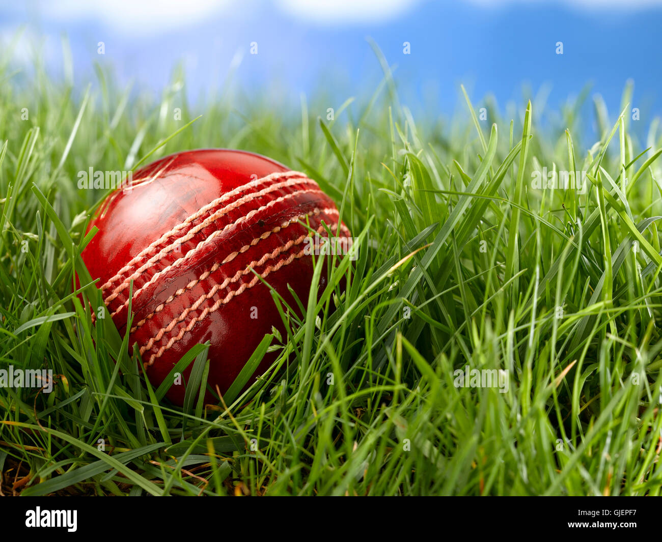 Rotem Leder Cricketball Stockfoto