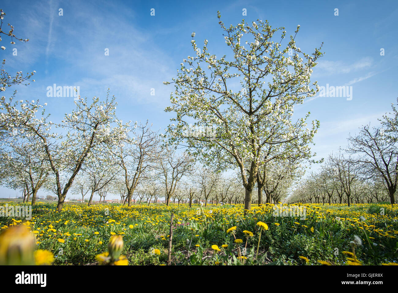 Im Frühjahr blühende Apfelgarten Stockfoto