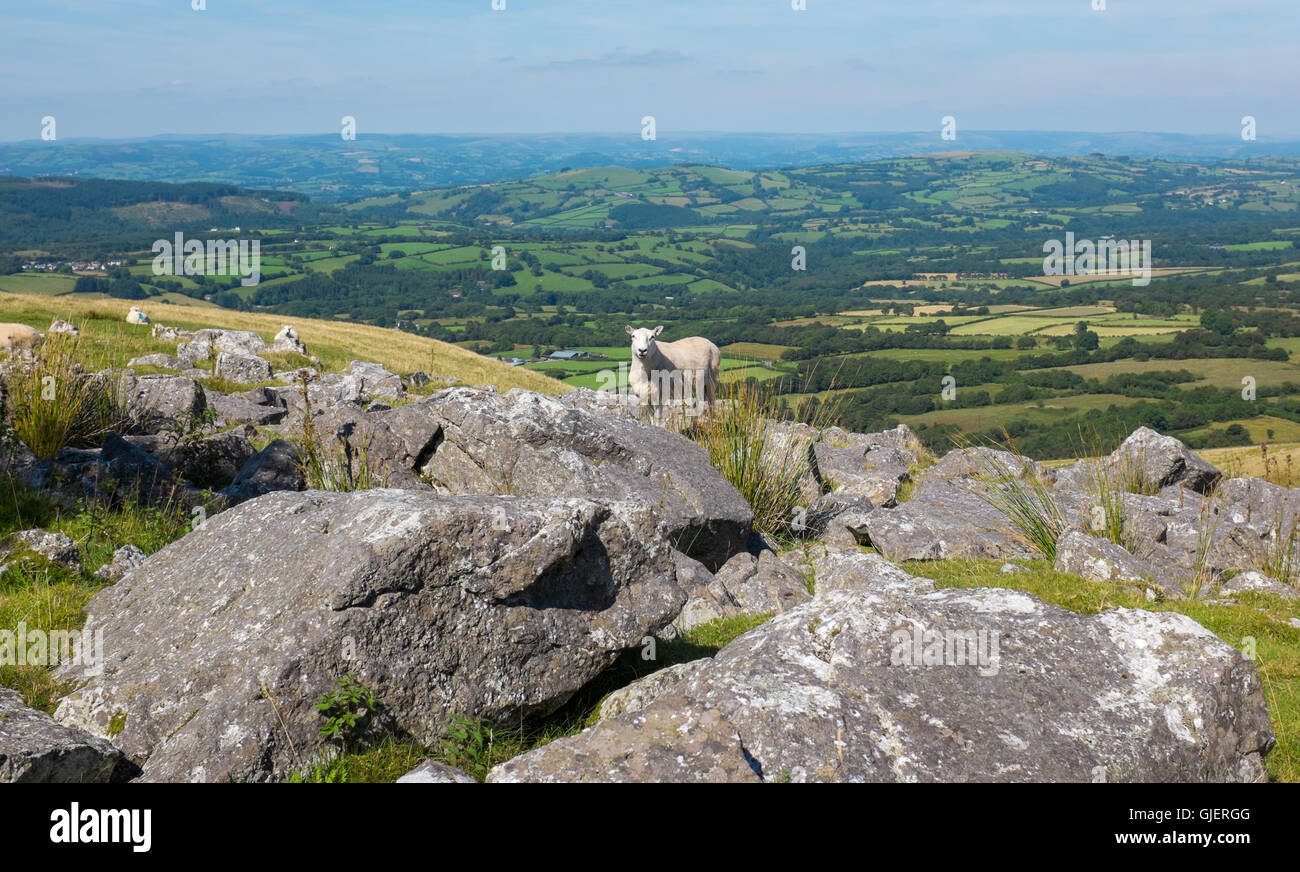 Ein Schaf steht auf einem walisischen Hügel an einem Sommertag mit einen herrlichen Blick in den Hintergrund mit sanften Hügeln. Stockfoto