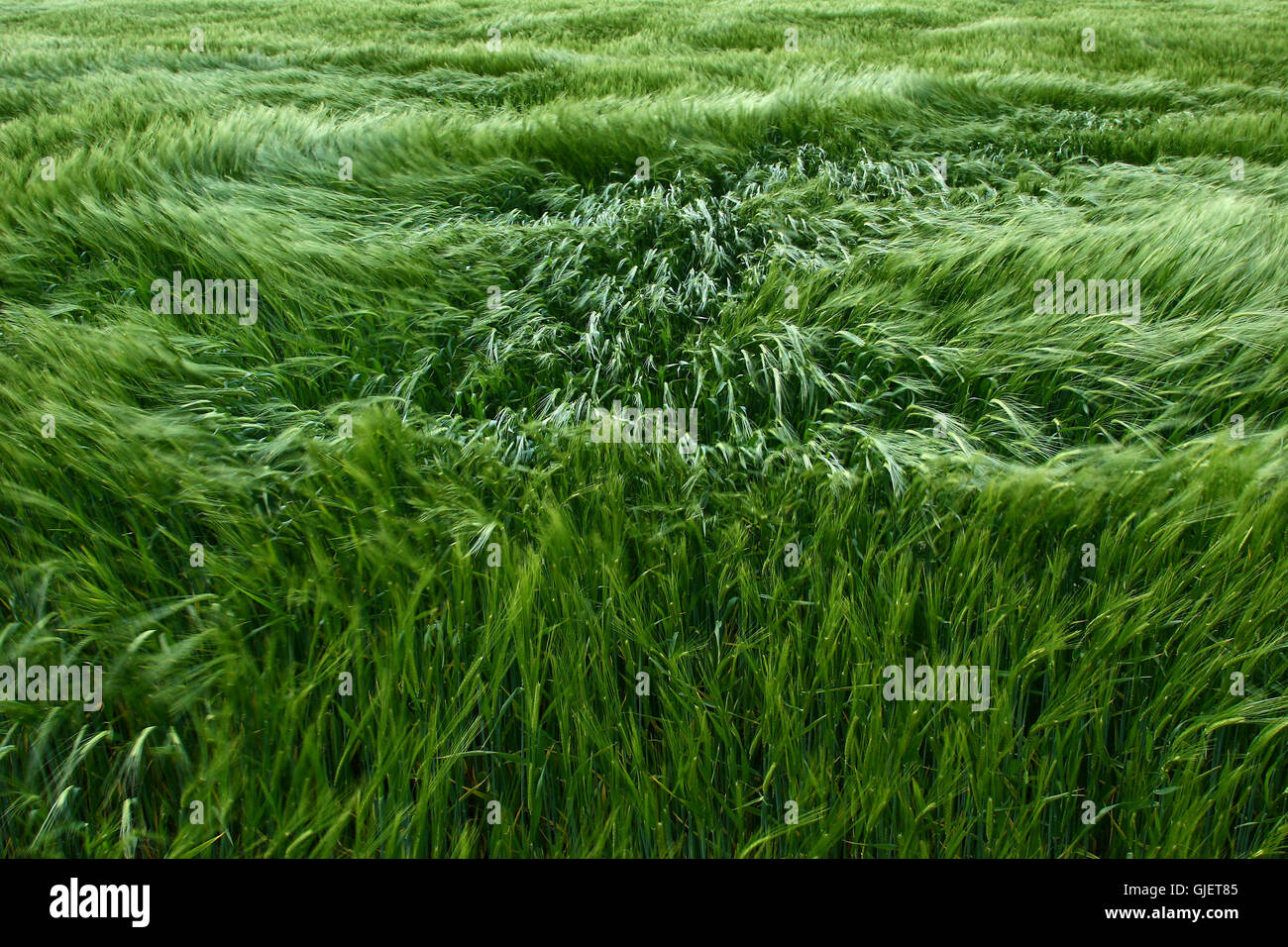 Gerste im wind Stockfoto