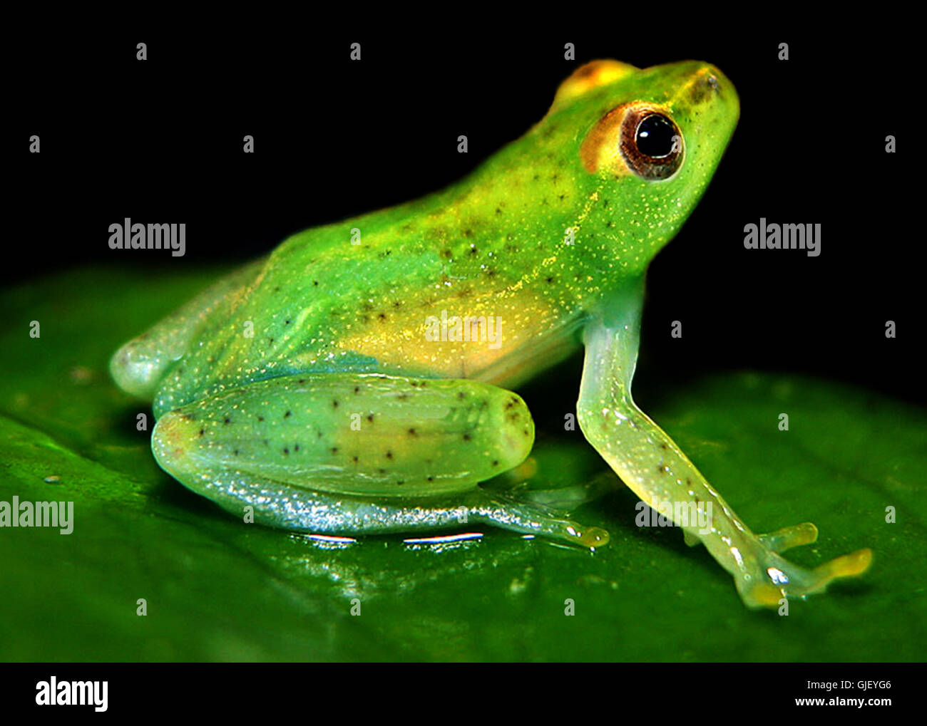 Glass Frosch 2 Stockfoto