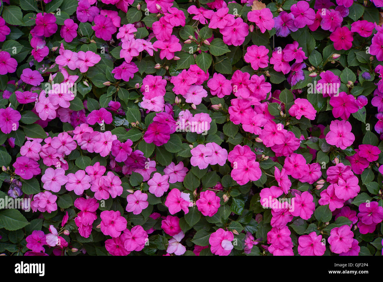 Impatiens Walleriana viele lila rosa Blumen Blume Bett Sultanii busy Lizzie Balsam, Sultana, impatiens Stockfoto