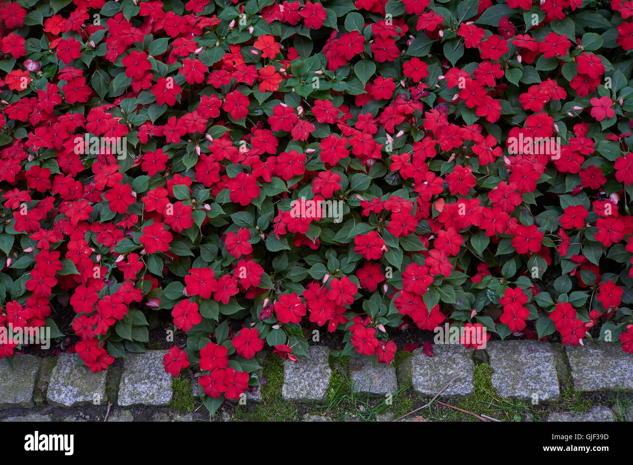 Impatiens Walleriana viele rote Blumen Blume Bett Sultanii busy Lizzie Balsam, Sultana, impatiens Stockfoto
