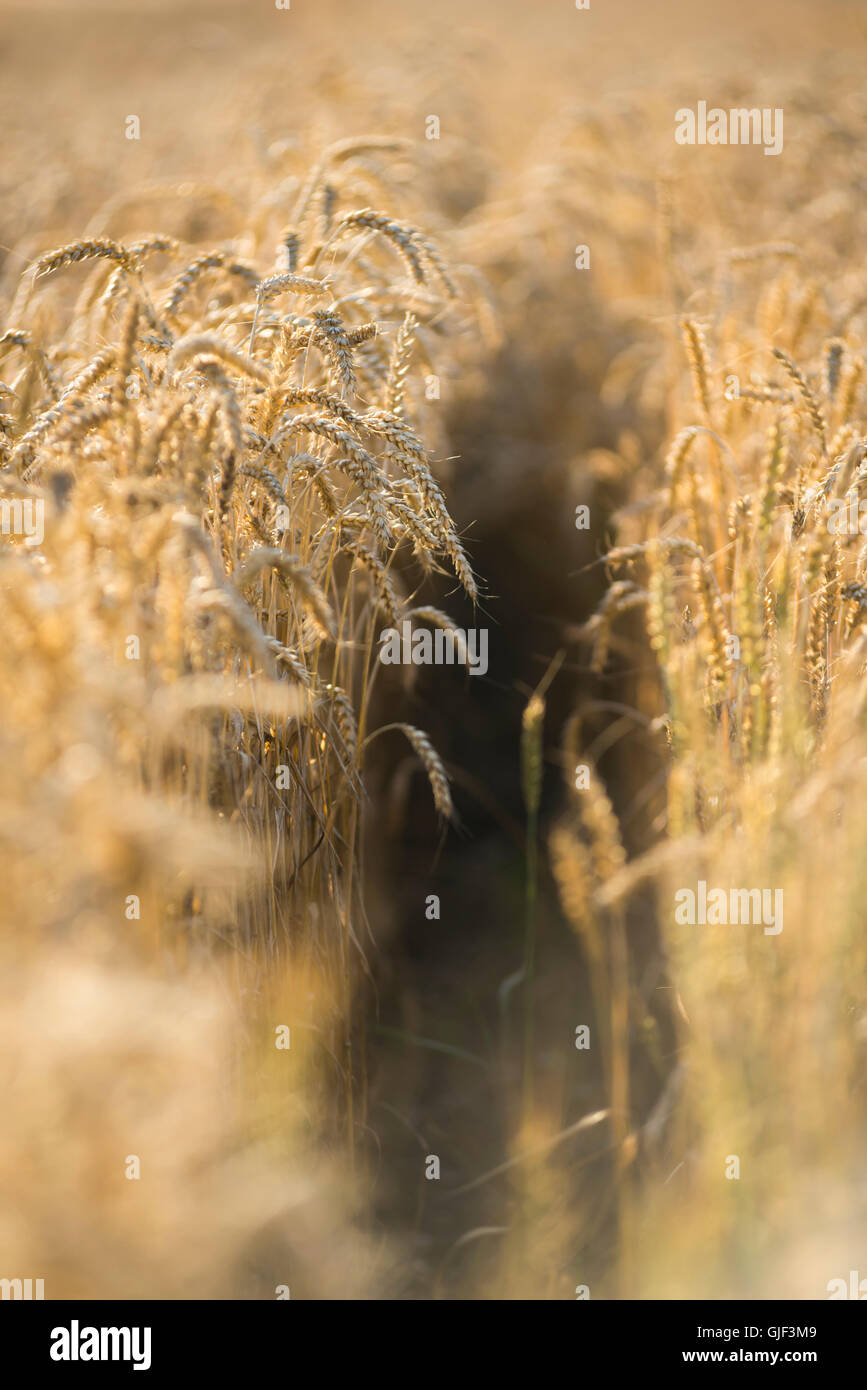 Nahaufnahme der reif Triticum Aestivum Weizen Köpfe in einem Weizenfeld in Bayern kurz vor der Ernte im warmen Abendlicht Stockfoto