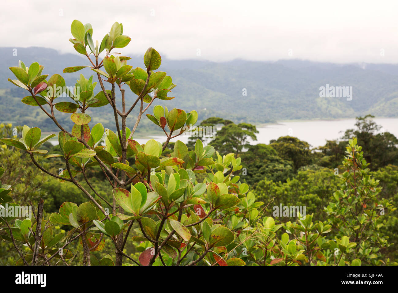 Costa Rica-Landschaft, mit Blick auf Arenal See, Arenal, Costa Rica, Mittelamerika Stockfoto