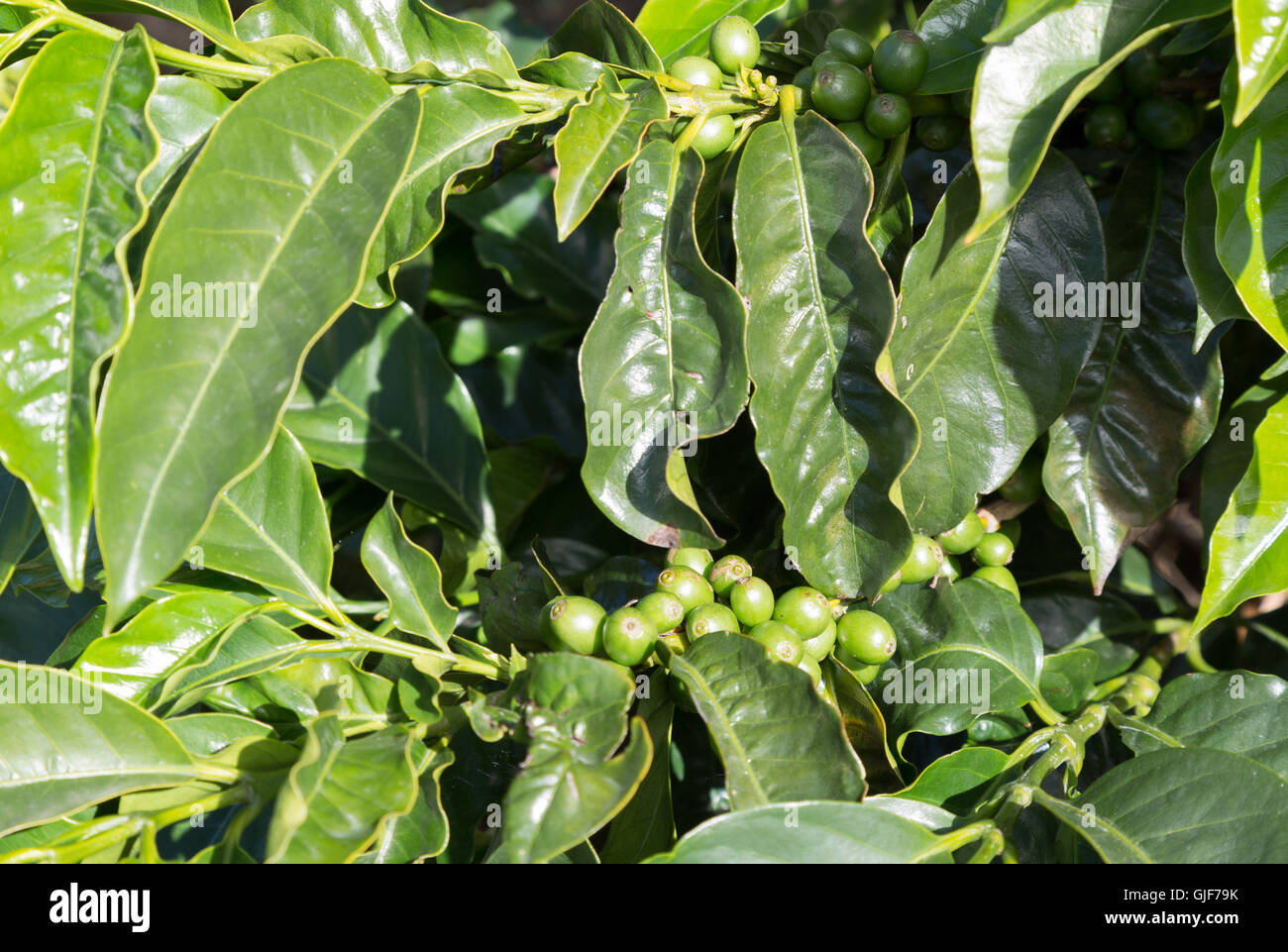 Kaffeebohnen wachsen in einer Kaffee-Plantage, Poas, Costa Rica, Mittelamerika Stockfoto