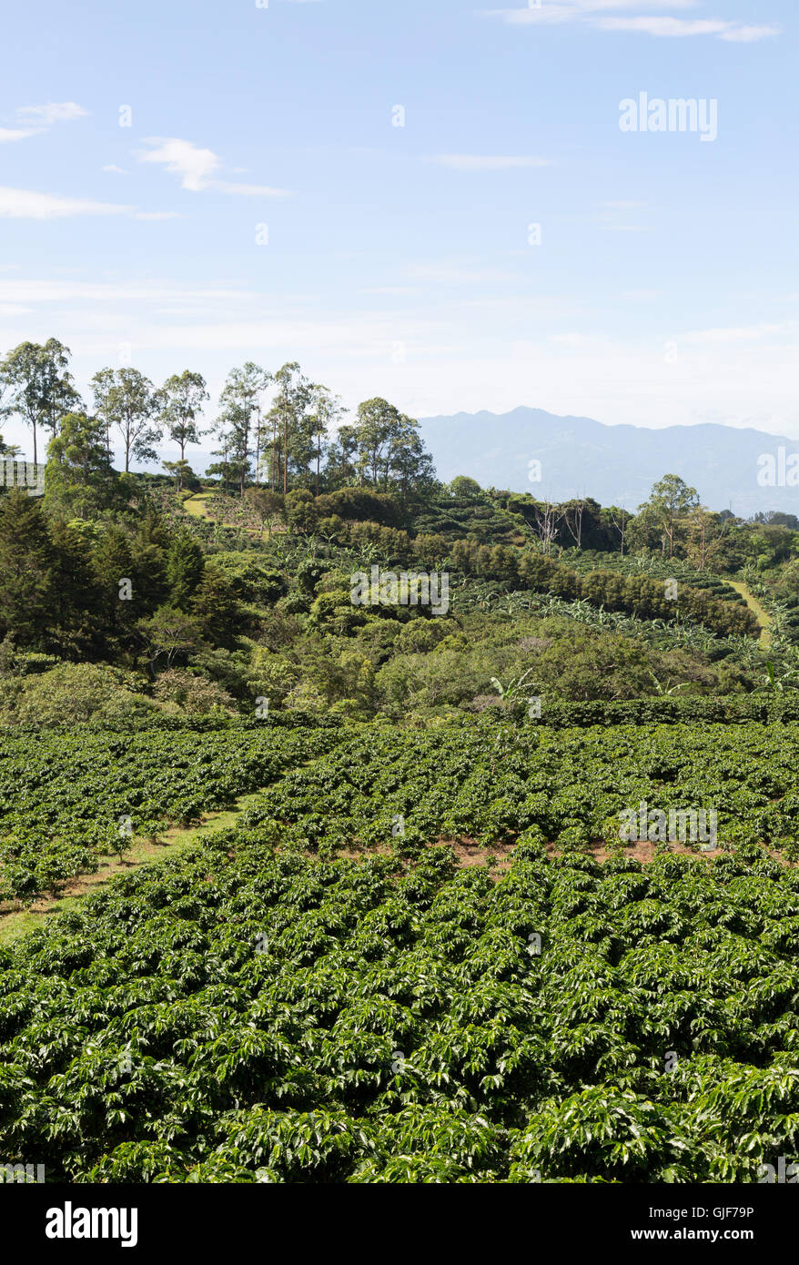 Costa Rica Kaffee Plantage und Landschaft, Poas, Costa Rica Mittelamerika Stockfoto