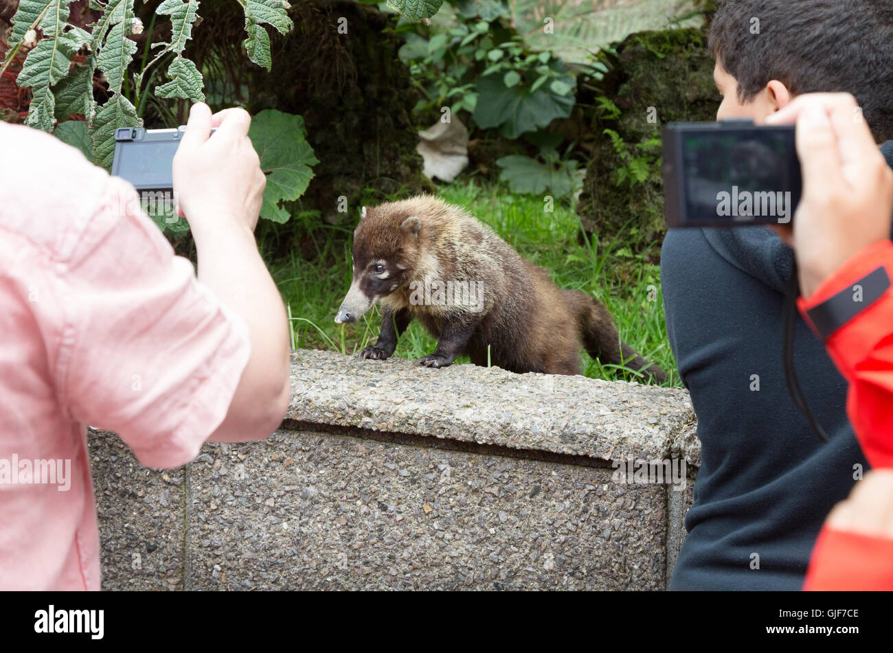 Kinder fotografieren ein Nasenbär (Coatimundi), Poas Volcano National Park, Costa Rica, Mittelamerika Stockfoto
