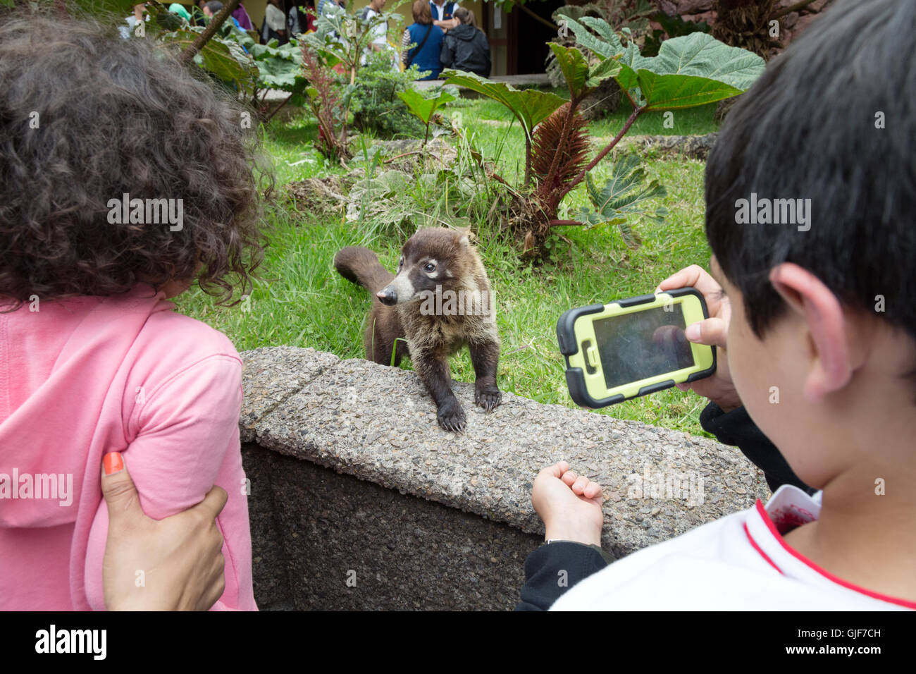 Kinder fotografieren ein Nasenbär (Coatimundi), Poas Volcano National Park, Costa Rica, Mittelamerika Stockfoto