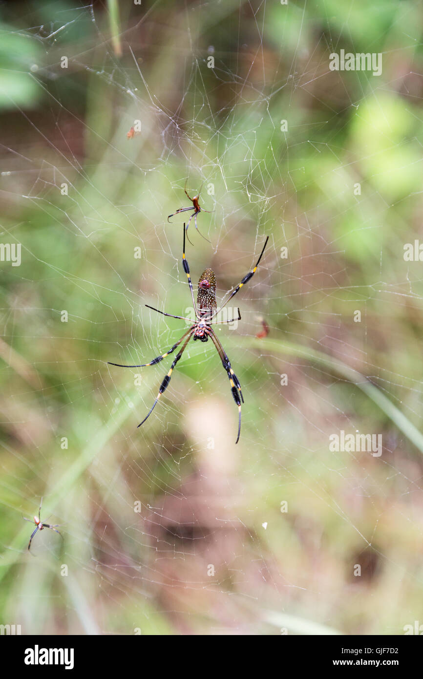 Golden Orb Spinnen - große weibliche und kleinere Männchen in einem Web, den Regenwald, Monteverde, Costa Rica, Mittelamerika Stockfoto