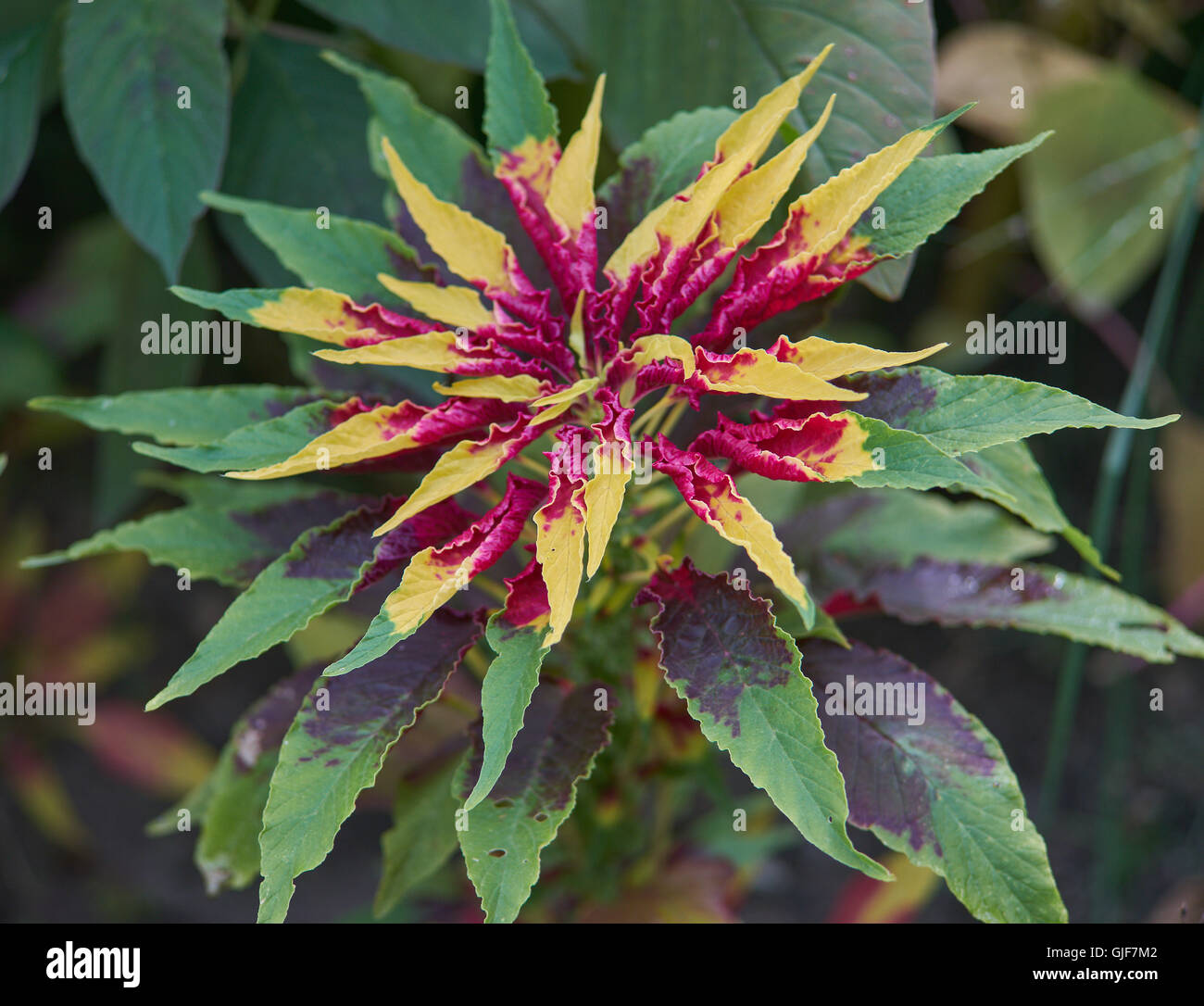 Josephs Mantel Amaranthus Tricolor Perfecta Pflanze Tampala Tandaljo Tandalja Bhaji callaloo Stockfoto