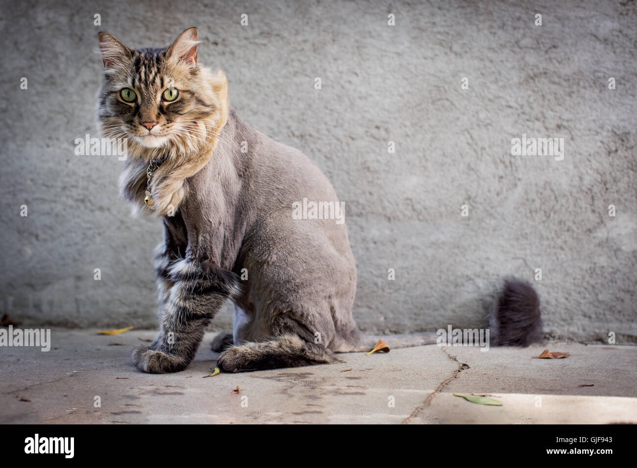 Langhaar-Tabby Katze mit frischen Löwe geschnitten. Stockfoto