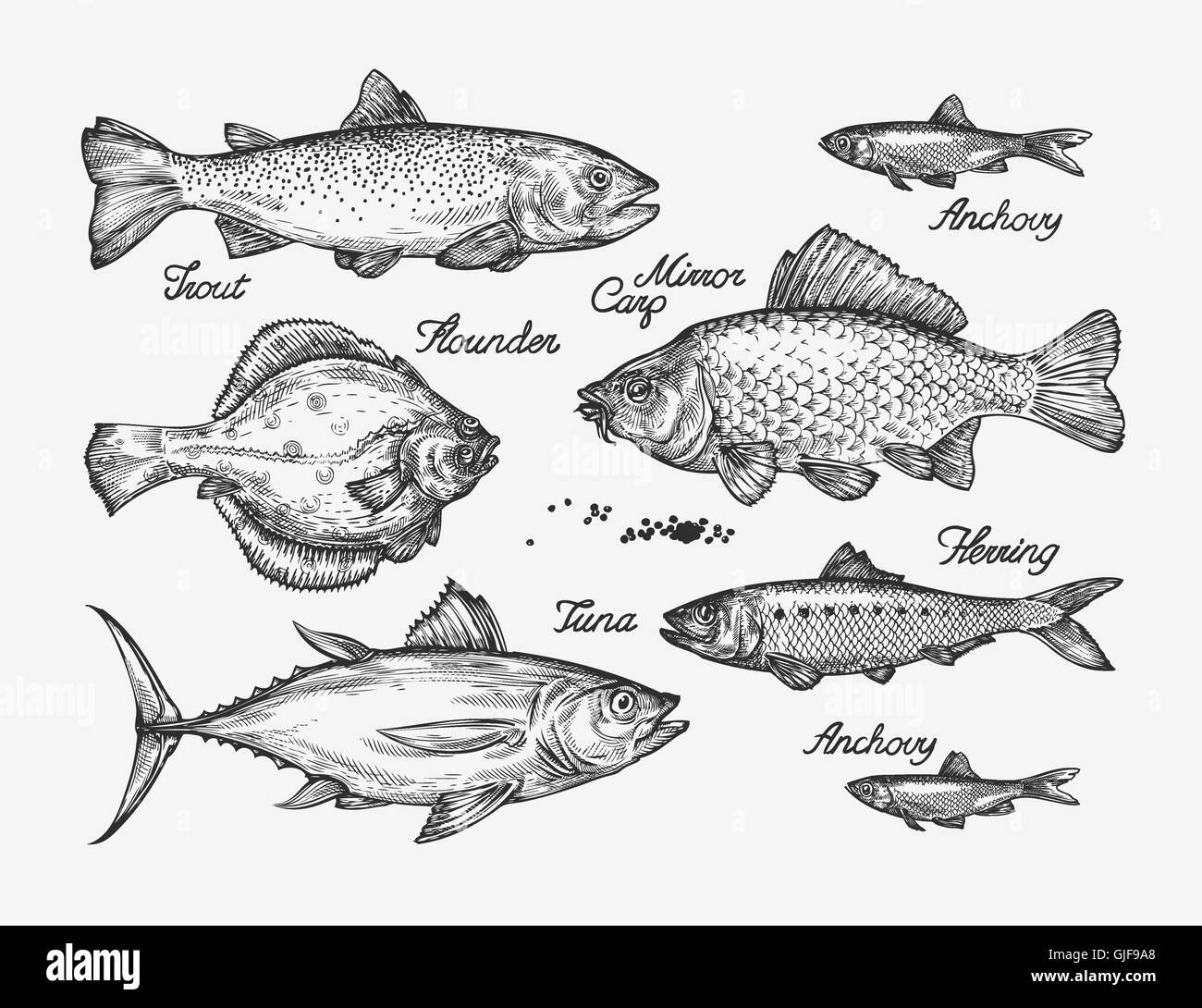 Handgezeichnete Fisch. Skizzieren Sie Forellen, Karpfen, Sardellen, Thunfisch, Hering, Flunder. Vektor-illustration Stock Vektor