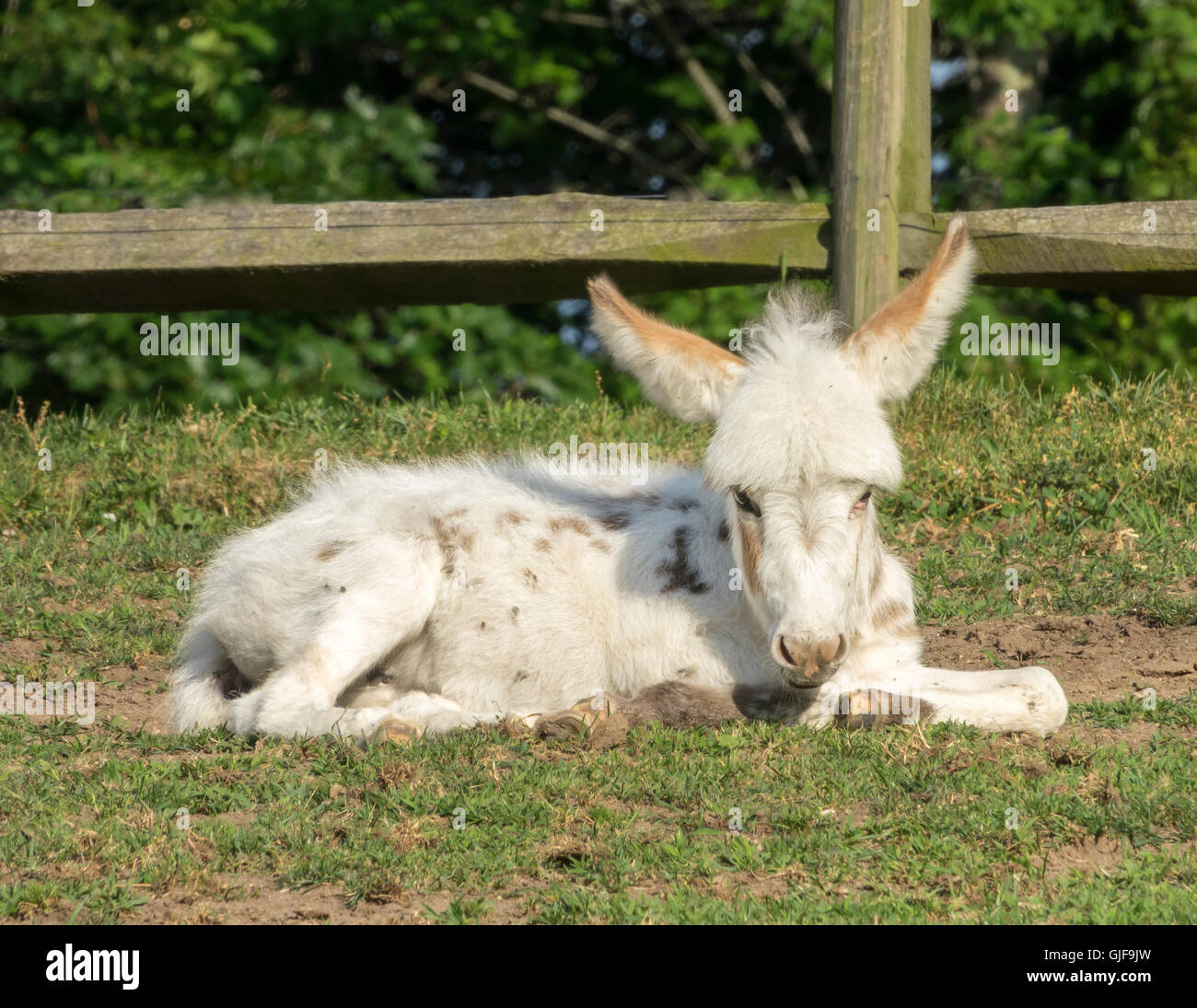 Spotted Miniatur Esel Fohlen im Grass liegen. Stockfoto