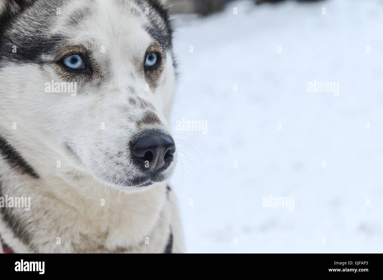 Grau, Siberian Husky Frauenporträt, blaues Auge, Winter, jung Stockfoto