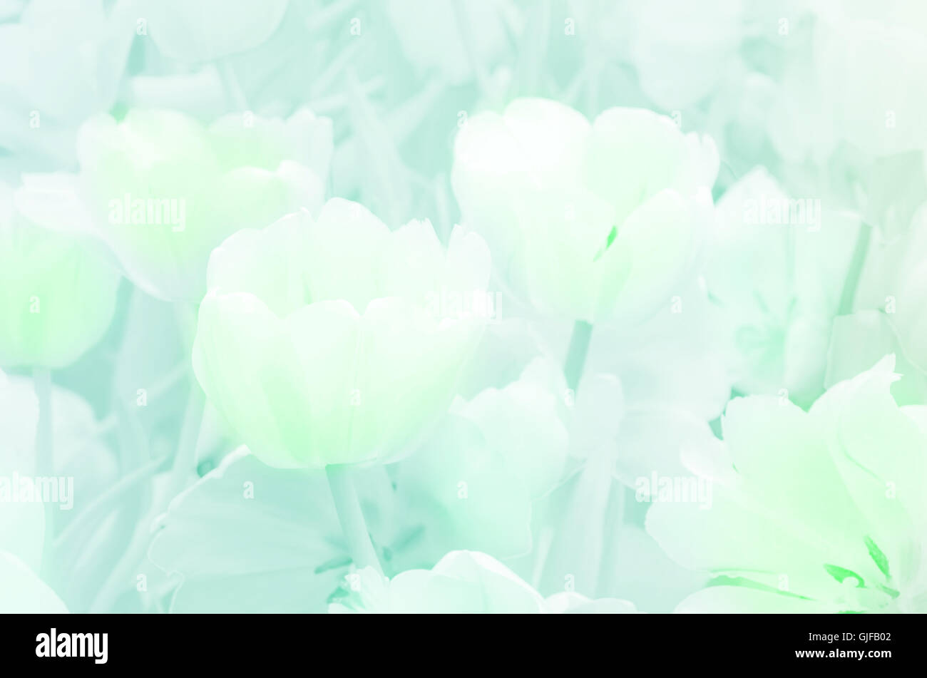 Blossom Tulpe Pastell-Ton. Stockfoto