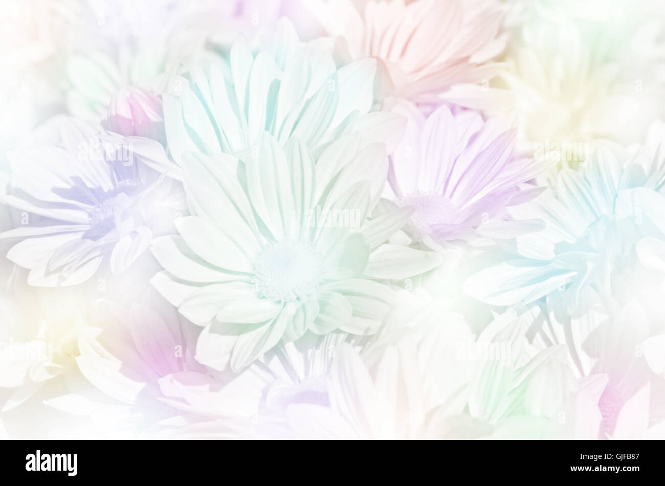 Geschlossen-Up Spray Art von Chrysantheme (Dendranthemum Grandifflora) in Pastell-Ton. Stockfoto