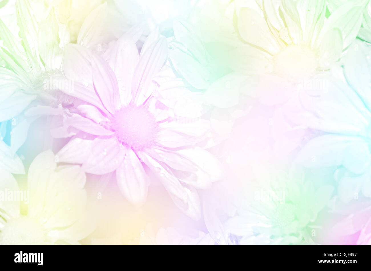 Geschlossen-Up Spray Art von Chrysantheme (Dendranthemum Grandifflora) in Pastell-Ton. Stockfoto