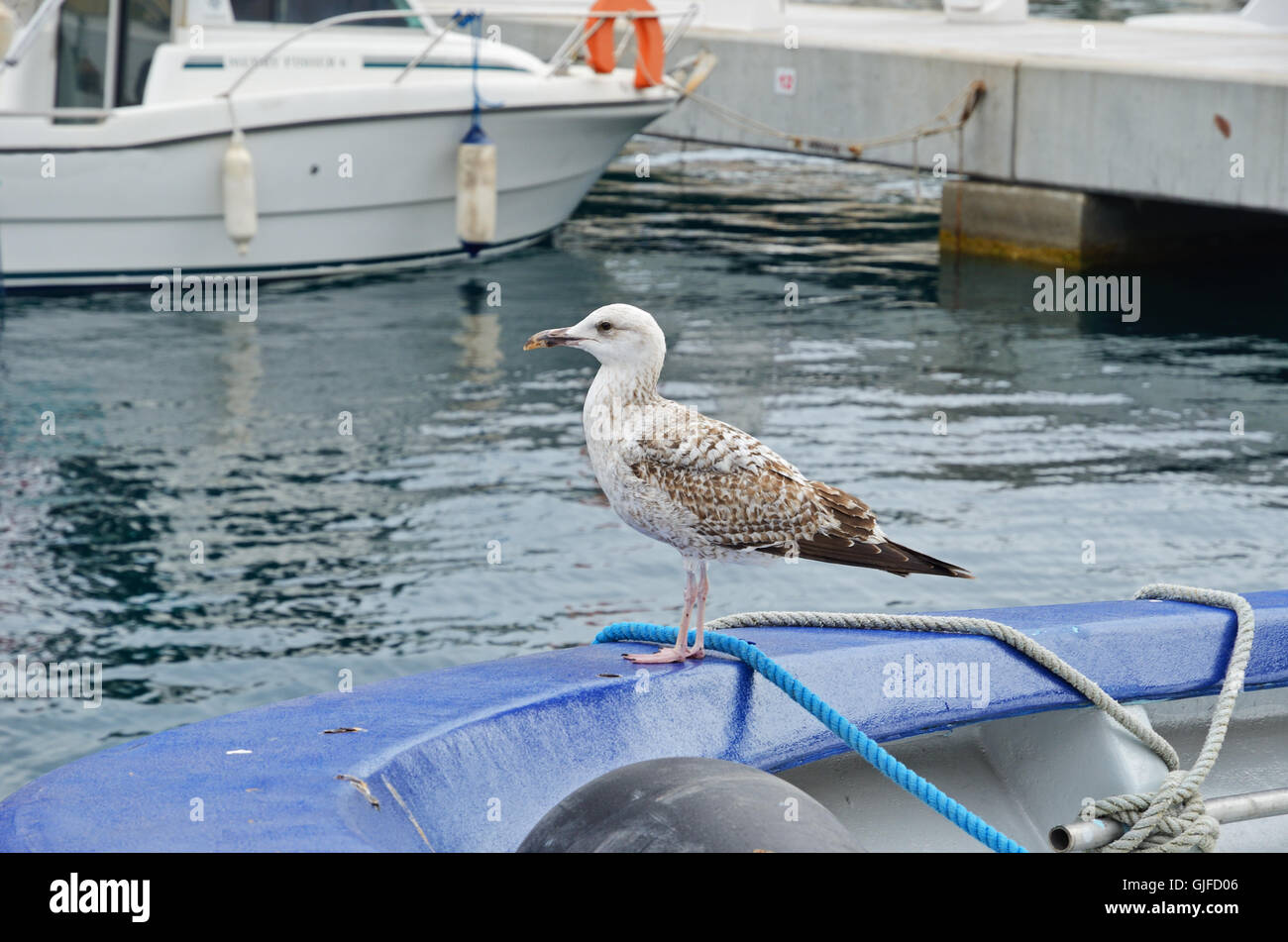 Möve auf dem Boot im Hafen Stockfoto