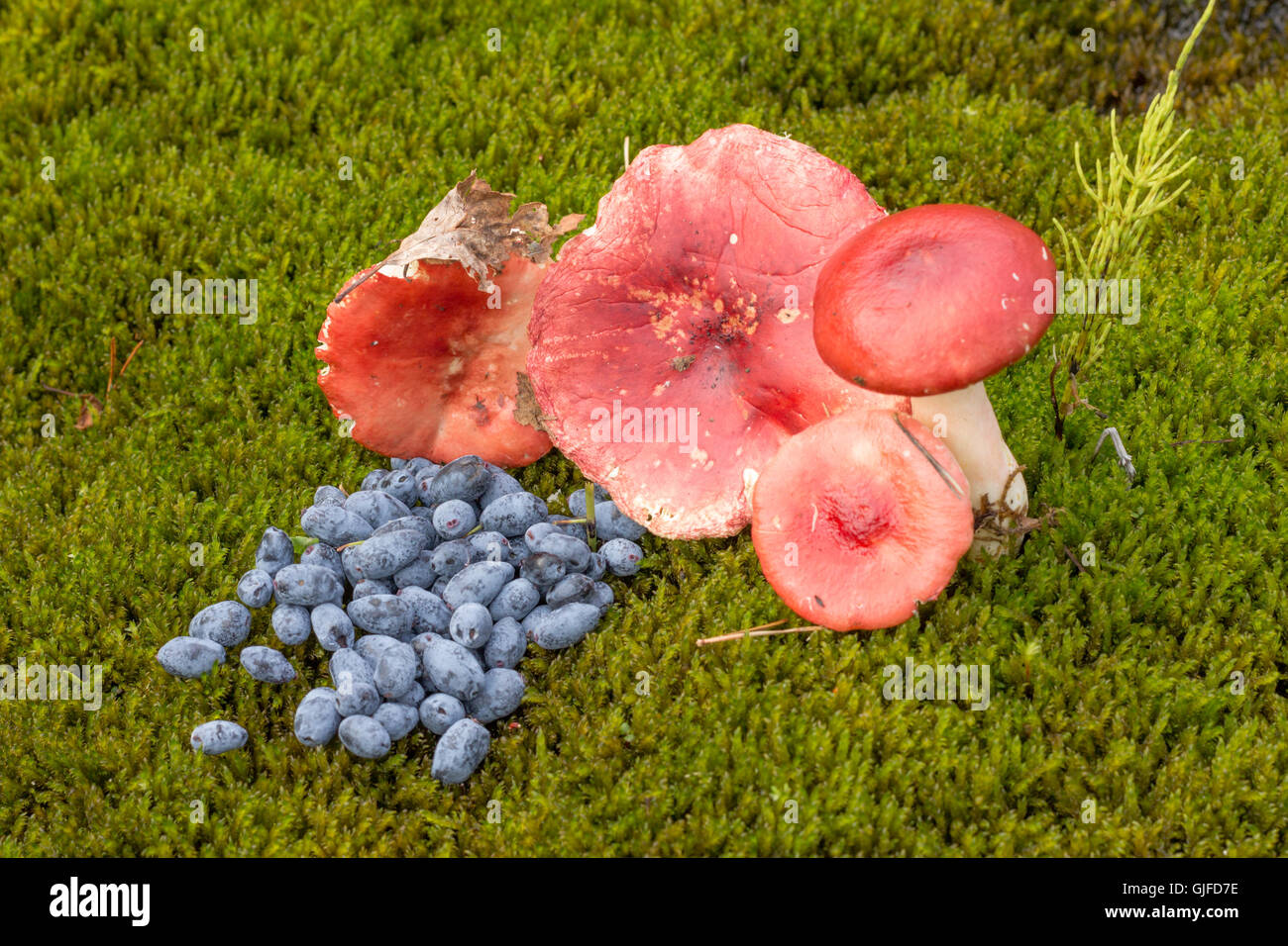 ubling und Blaue Beeren auf Rasen mit Farn Blätter und Preiselbeeren Stockfoto